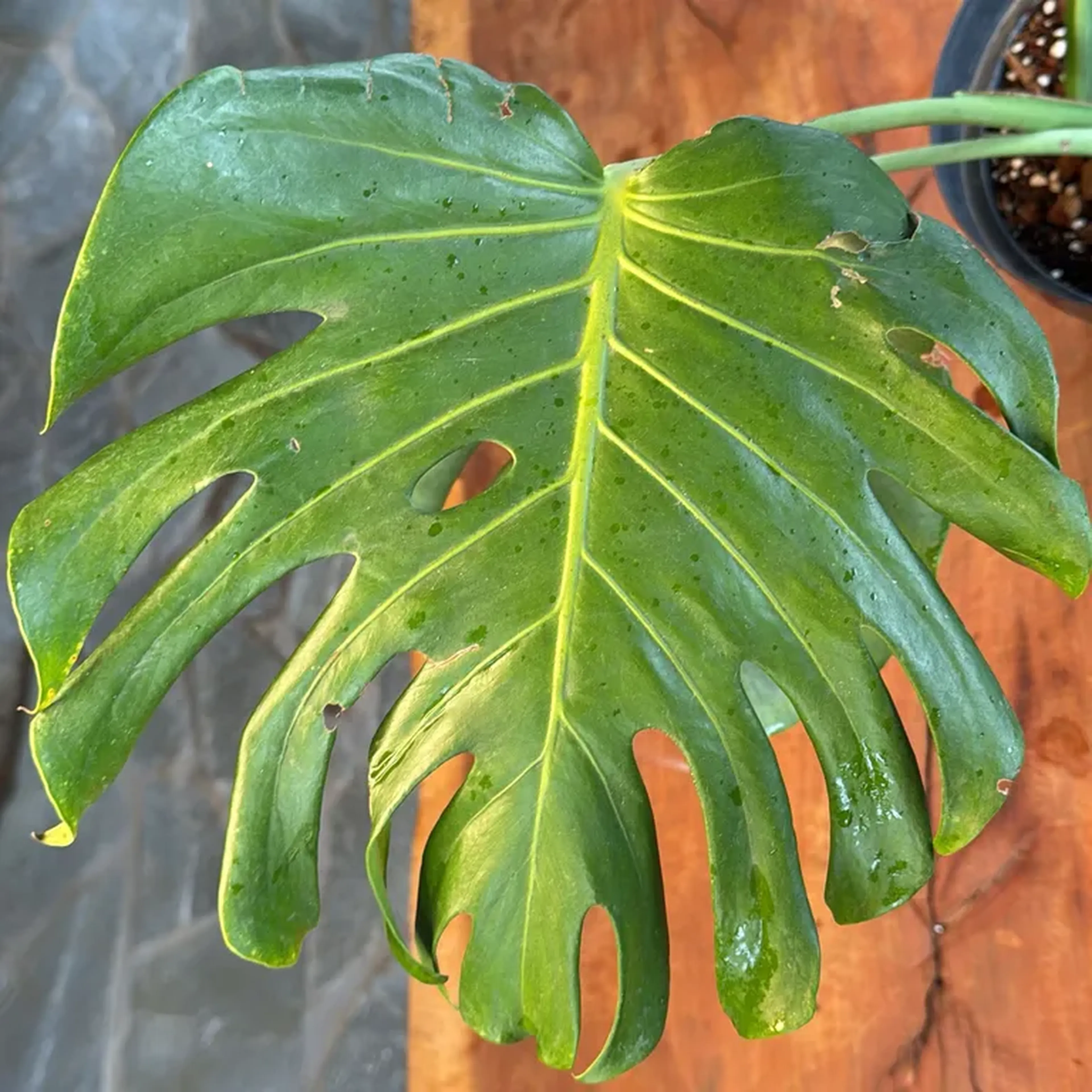 Monstera Sierrana Boliviana C imagem