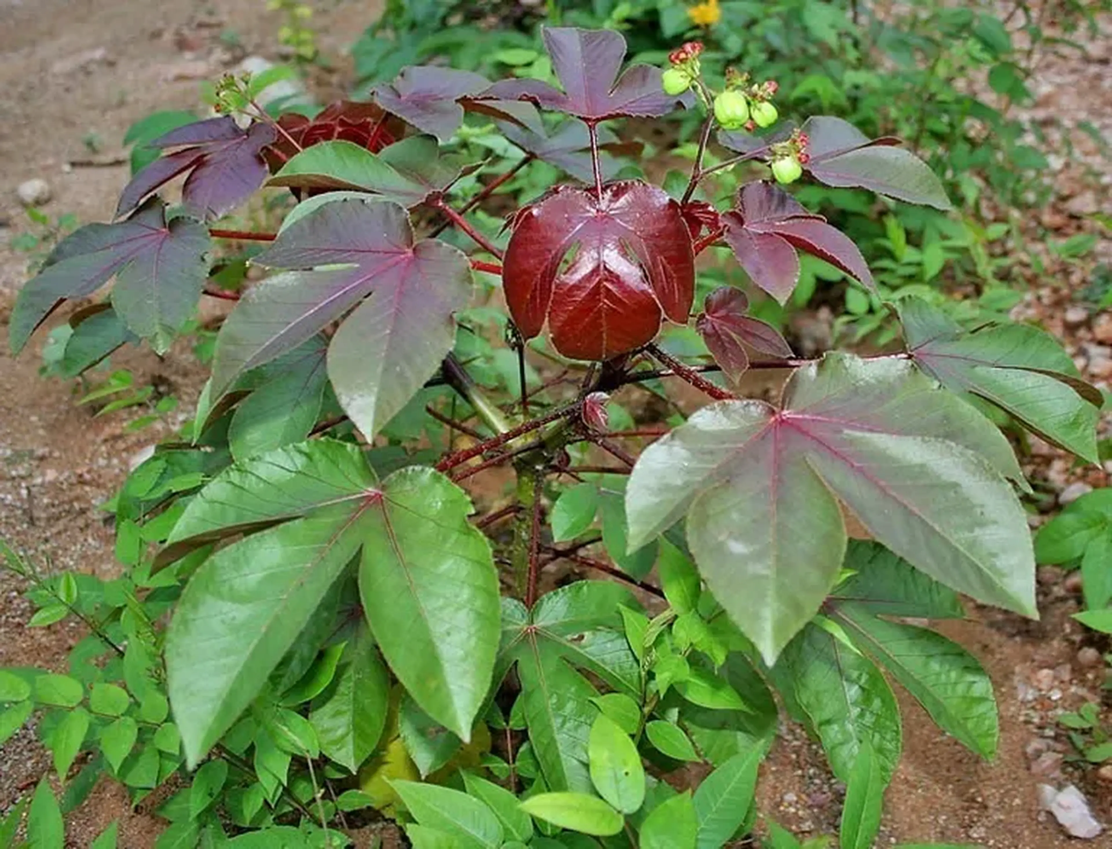 35 folhas de Pinhão Roxo (para chá) imagem