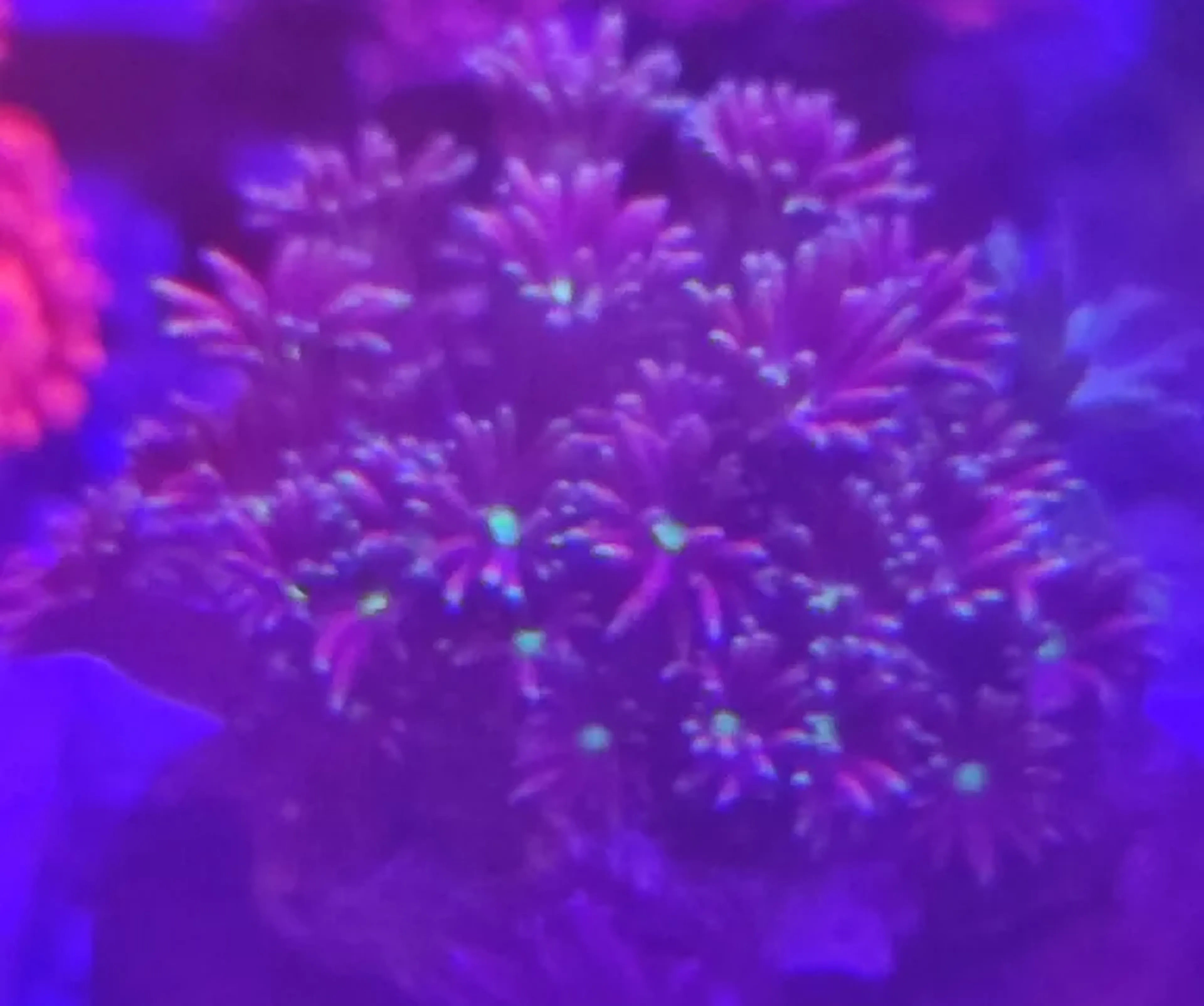Goniopora super red (muda) imagem