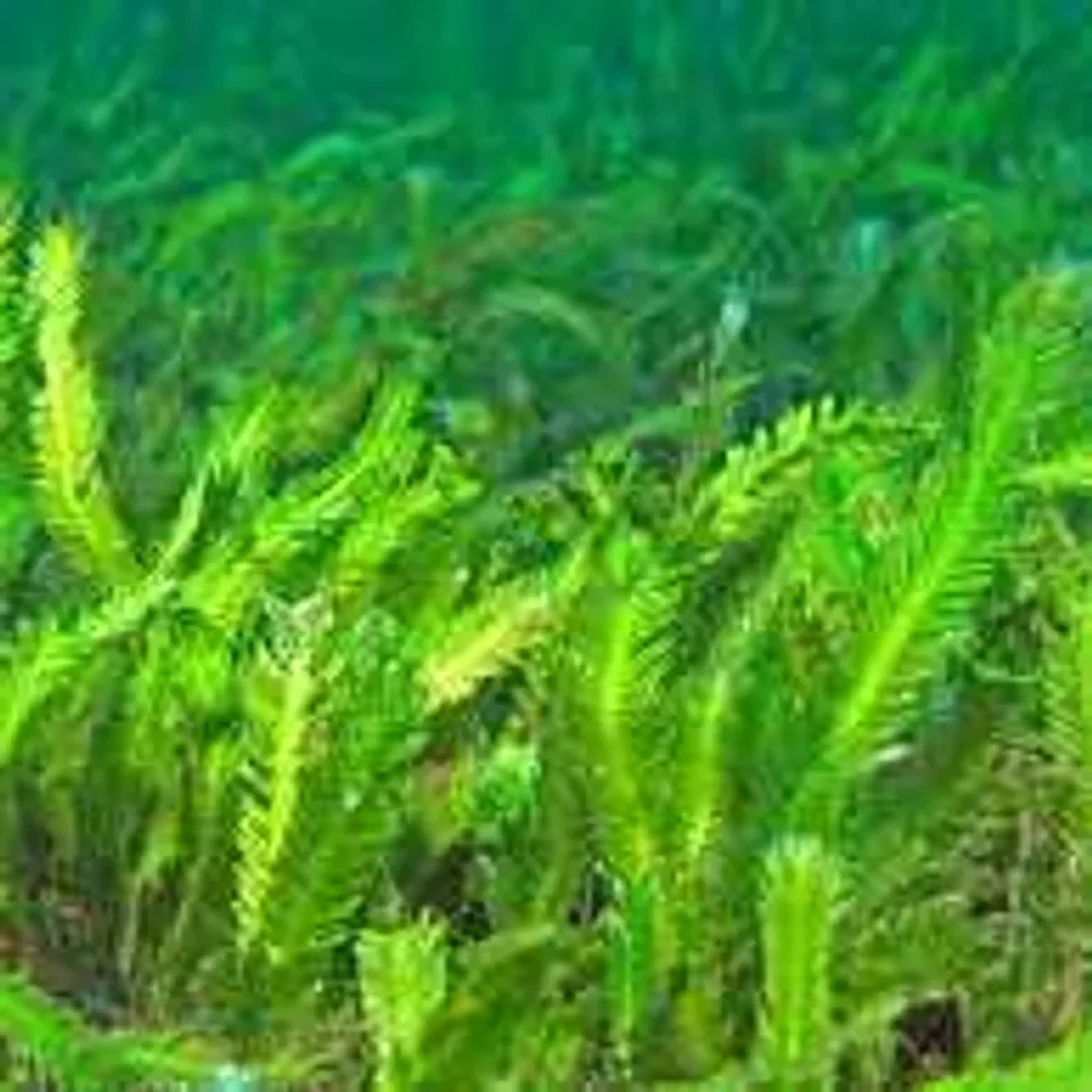 ALGA CAULERPA imagem