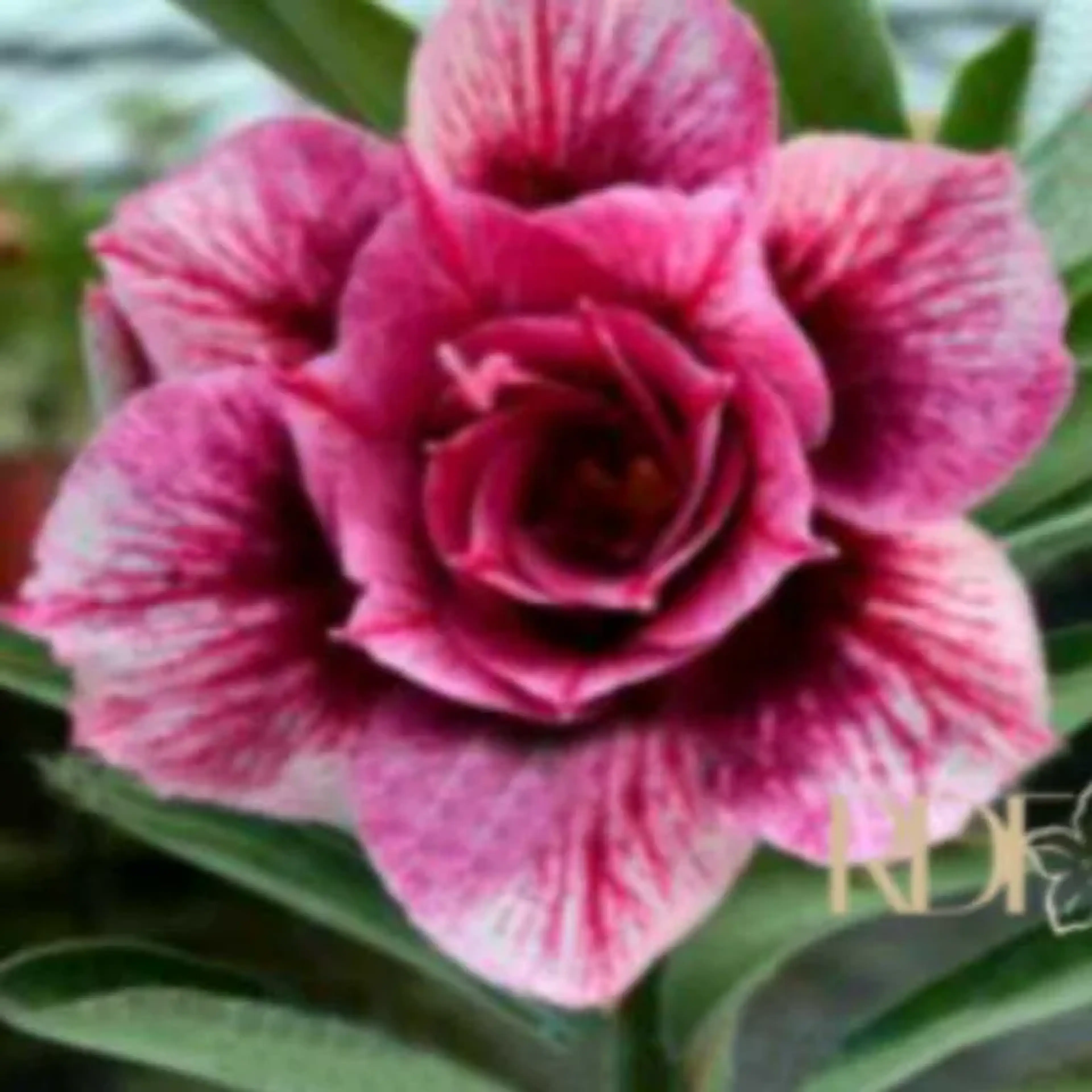 Rosa do deserto Hexagon Gem imagem