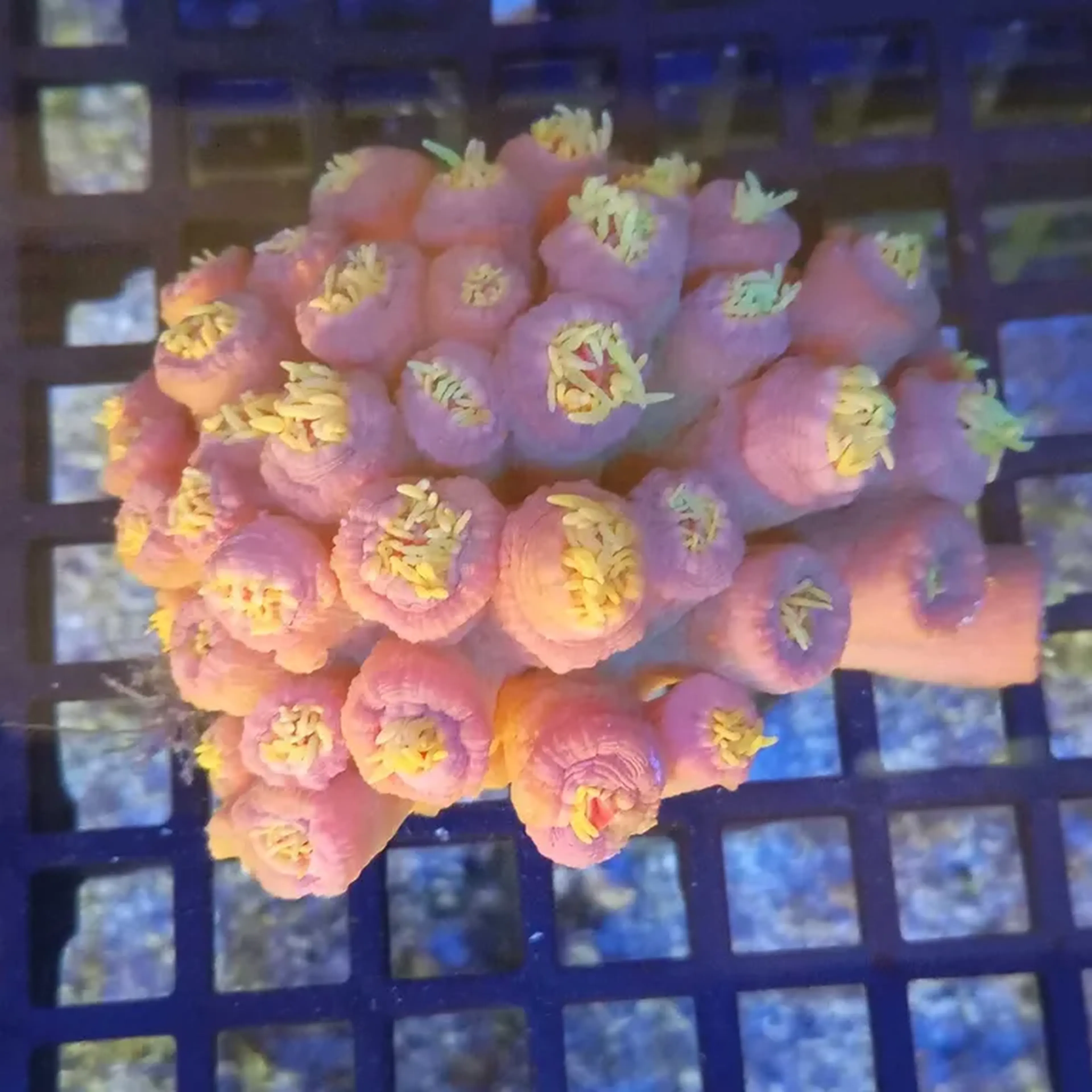SUN CORAL GR imagem