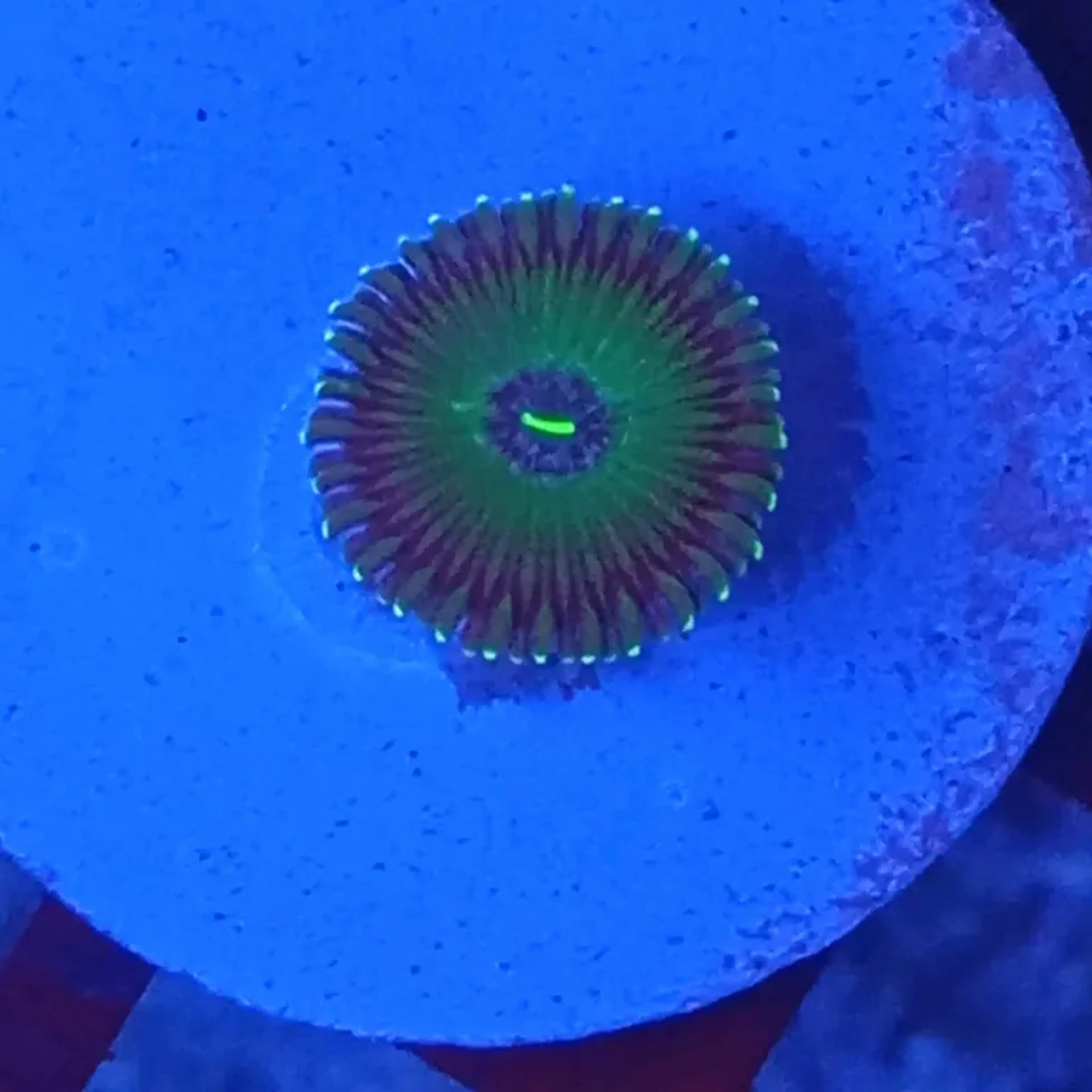 ZOANTHUS GREEN EYE imagem