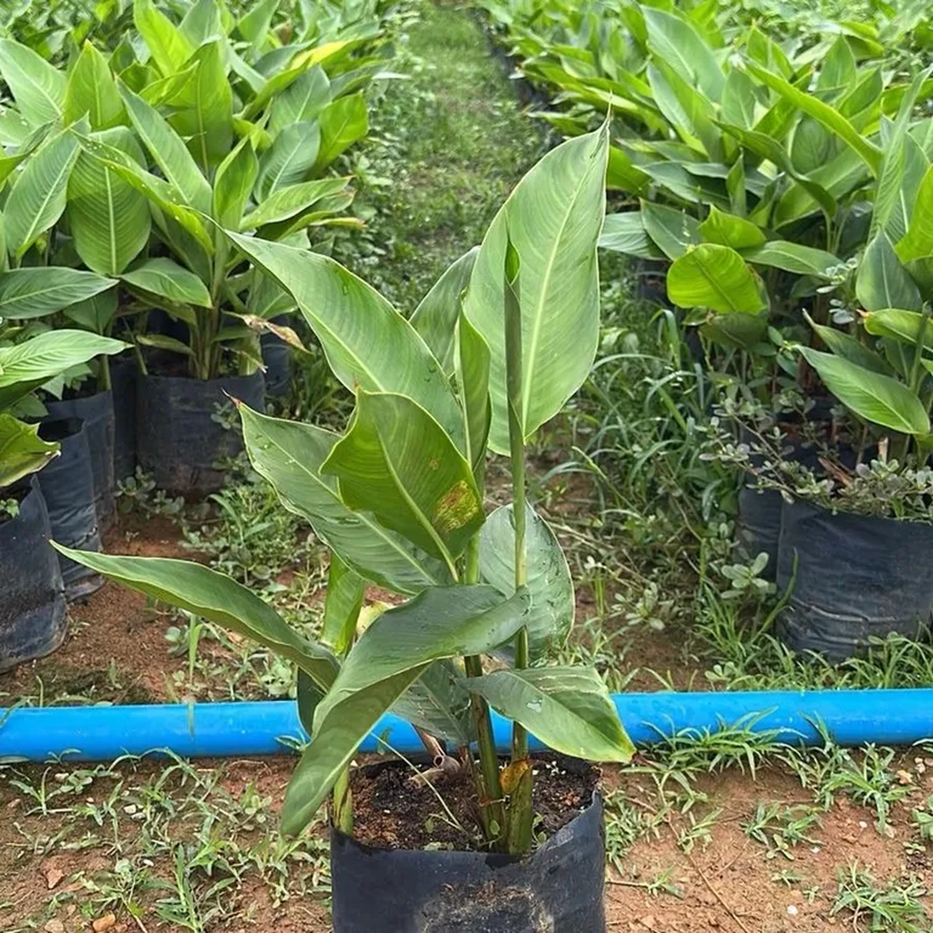 Helicônia papagaio imagem