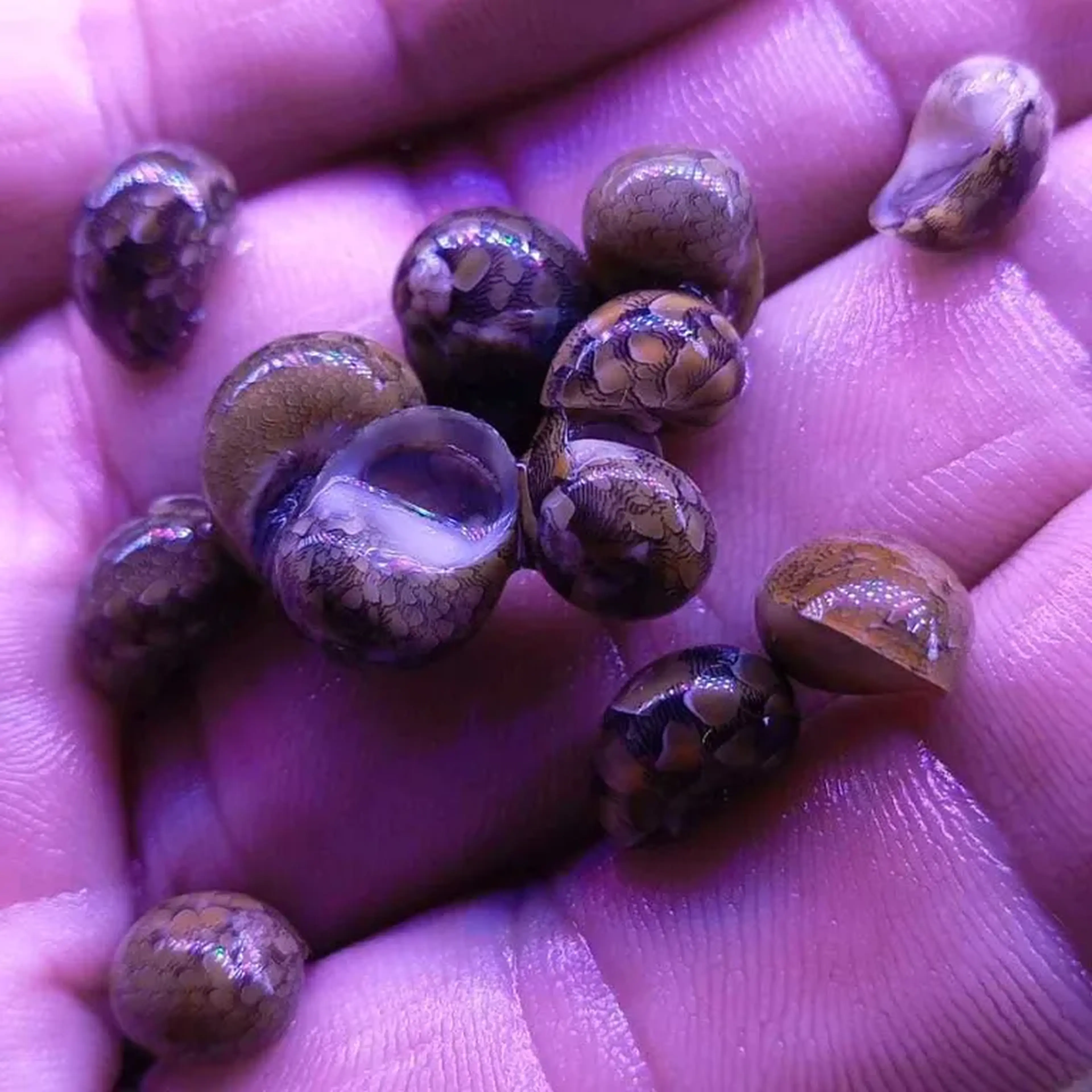 NERITINA SNAIL imagem