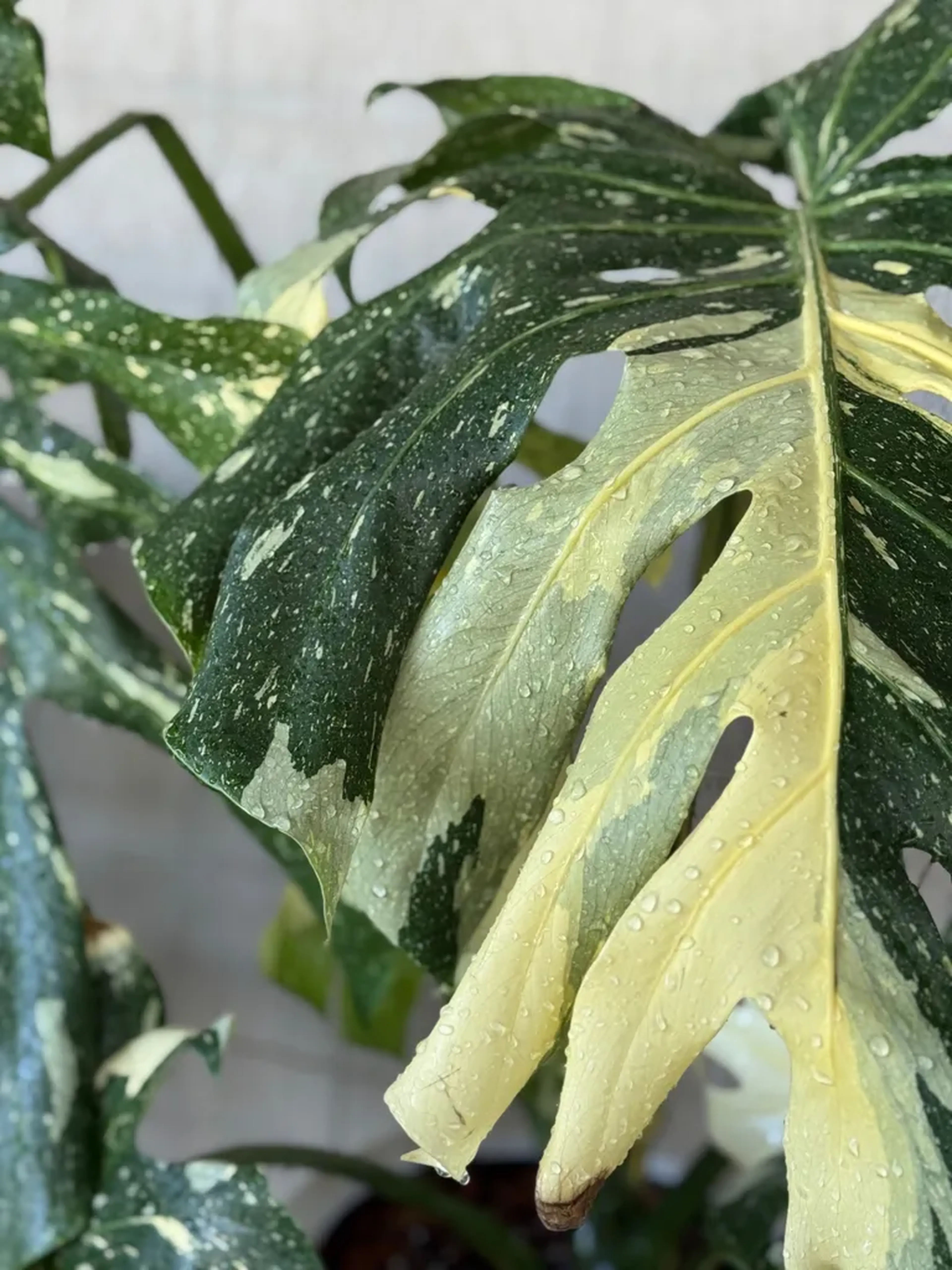 Monstera Thai Constelacion Variegata imagem