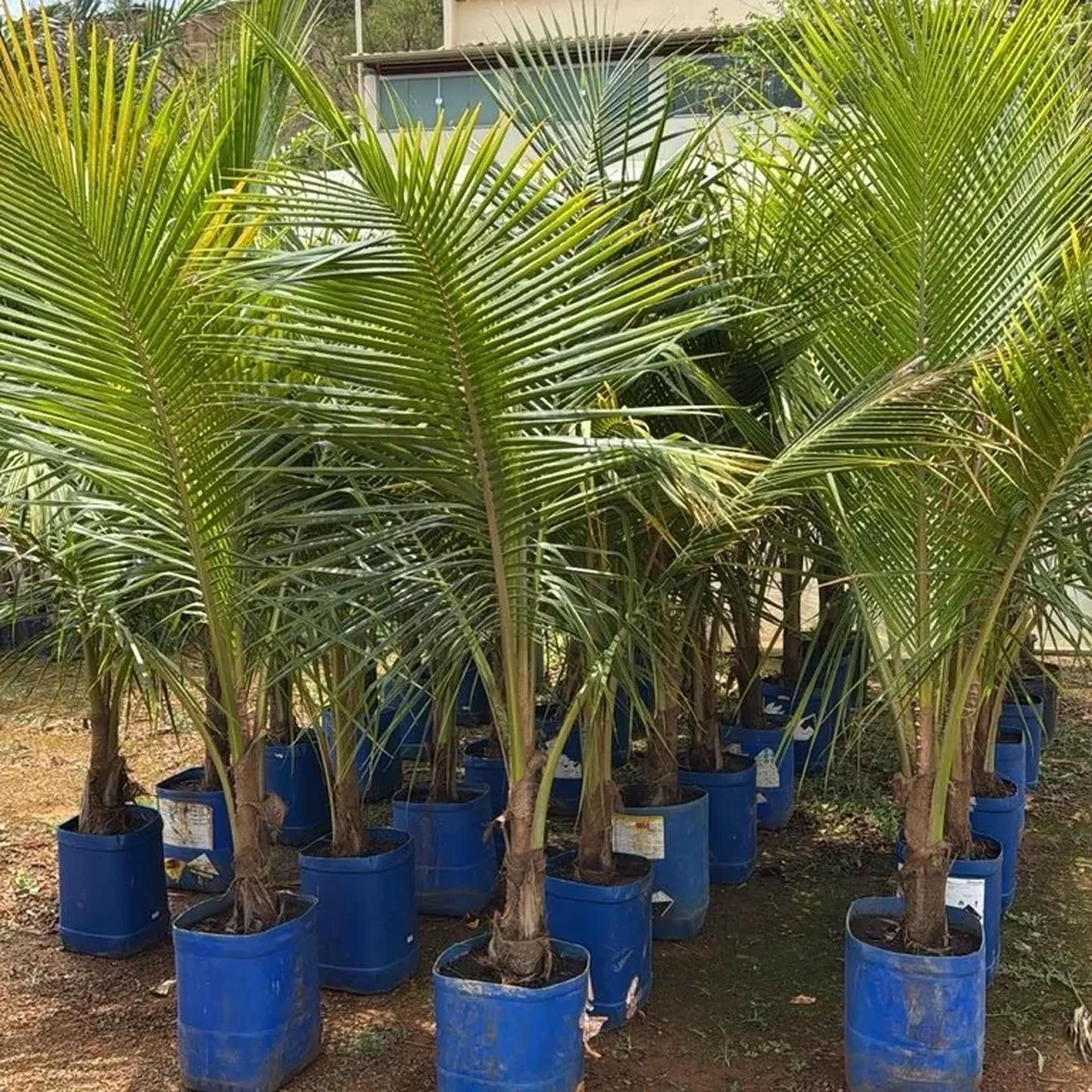 Coqueiro anão 2 metros (G) imagem