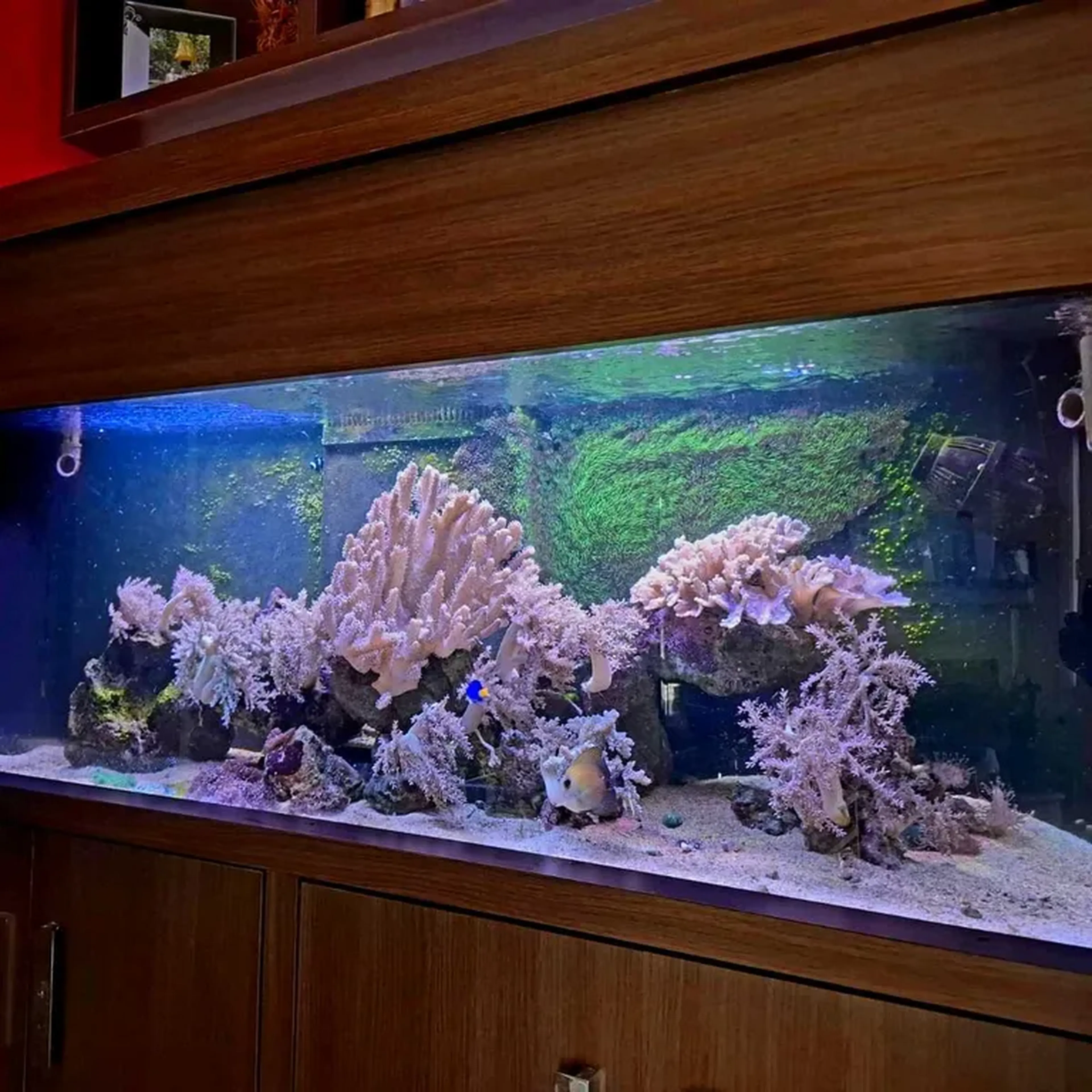 MANUTENÇÃO AQUÁRIO MARINHO imagem