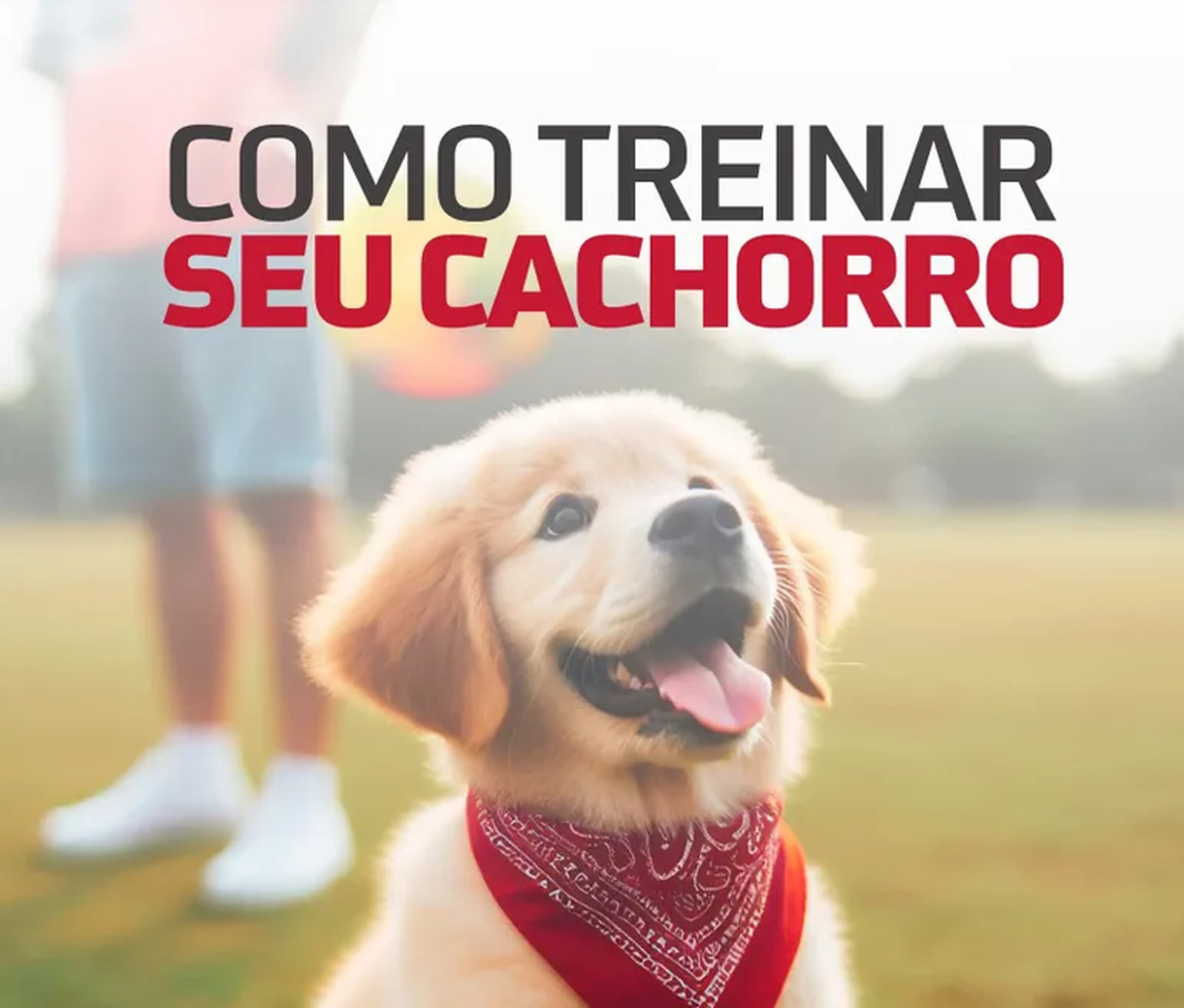 Como Treinar seu Cachorro imagem