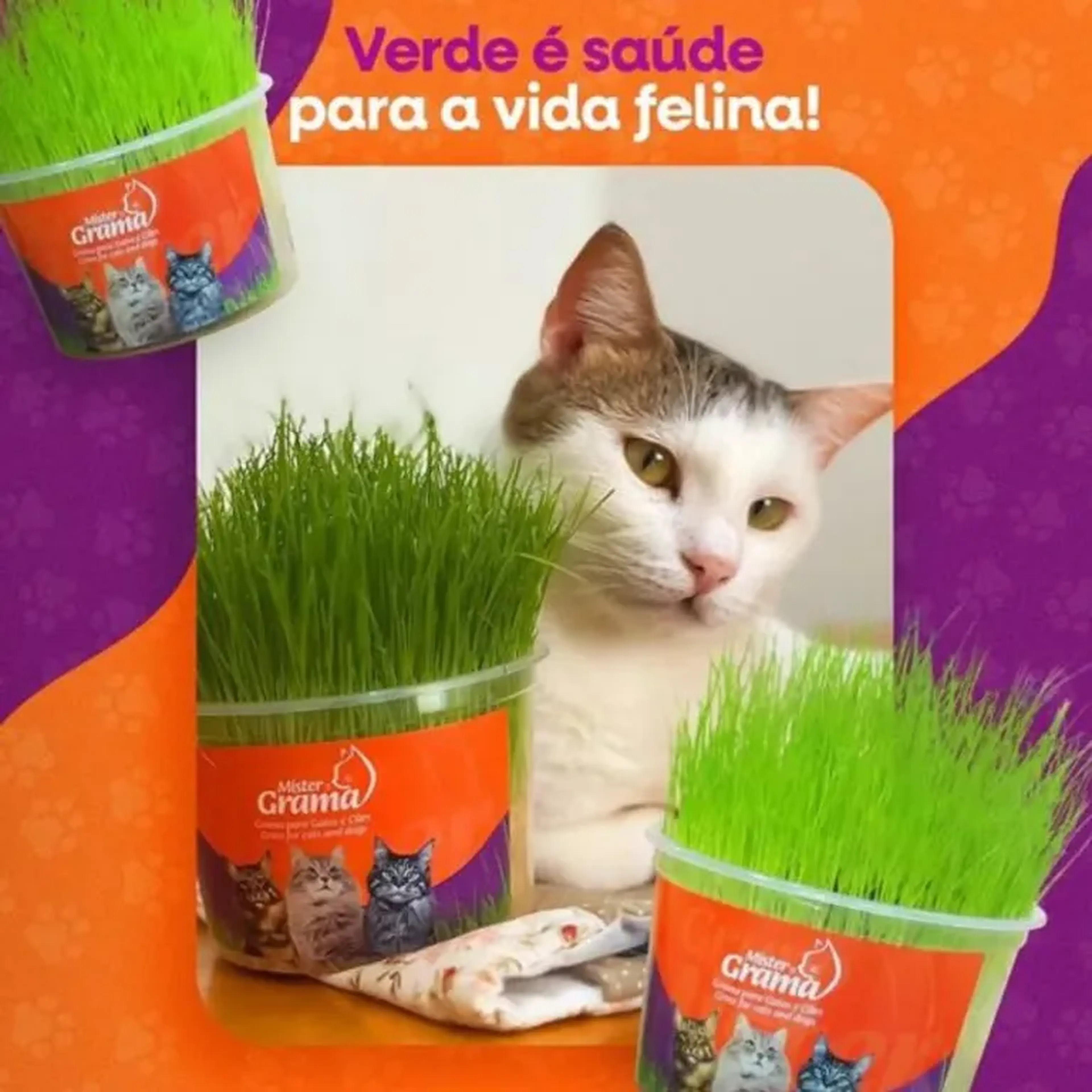 Graminha gato mister grama imagem
