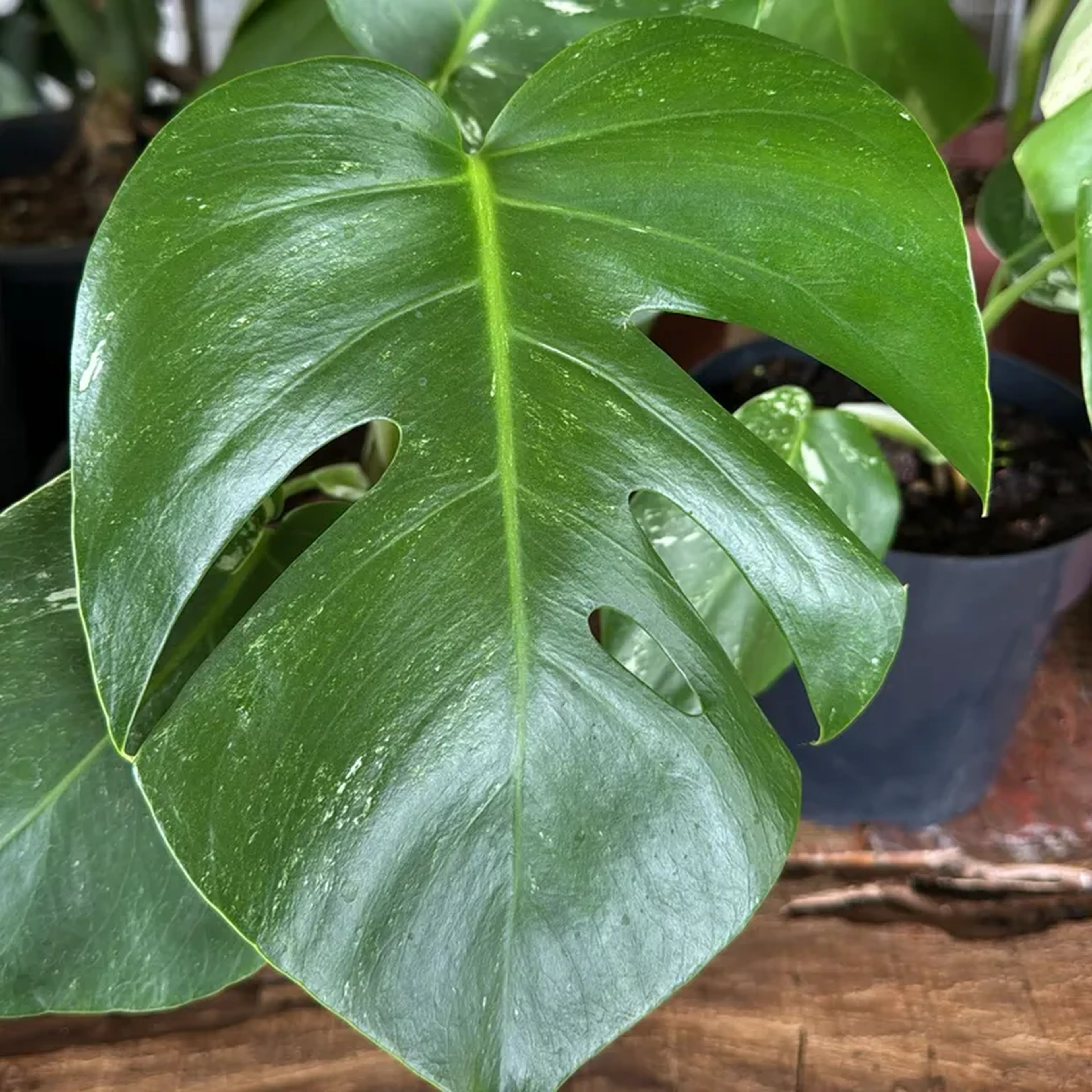 Monstera Variegata. I’m pouca Variegação imagem