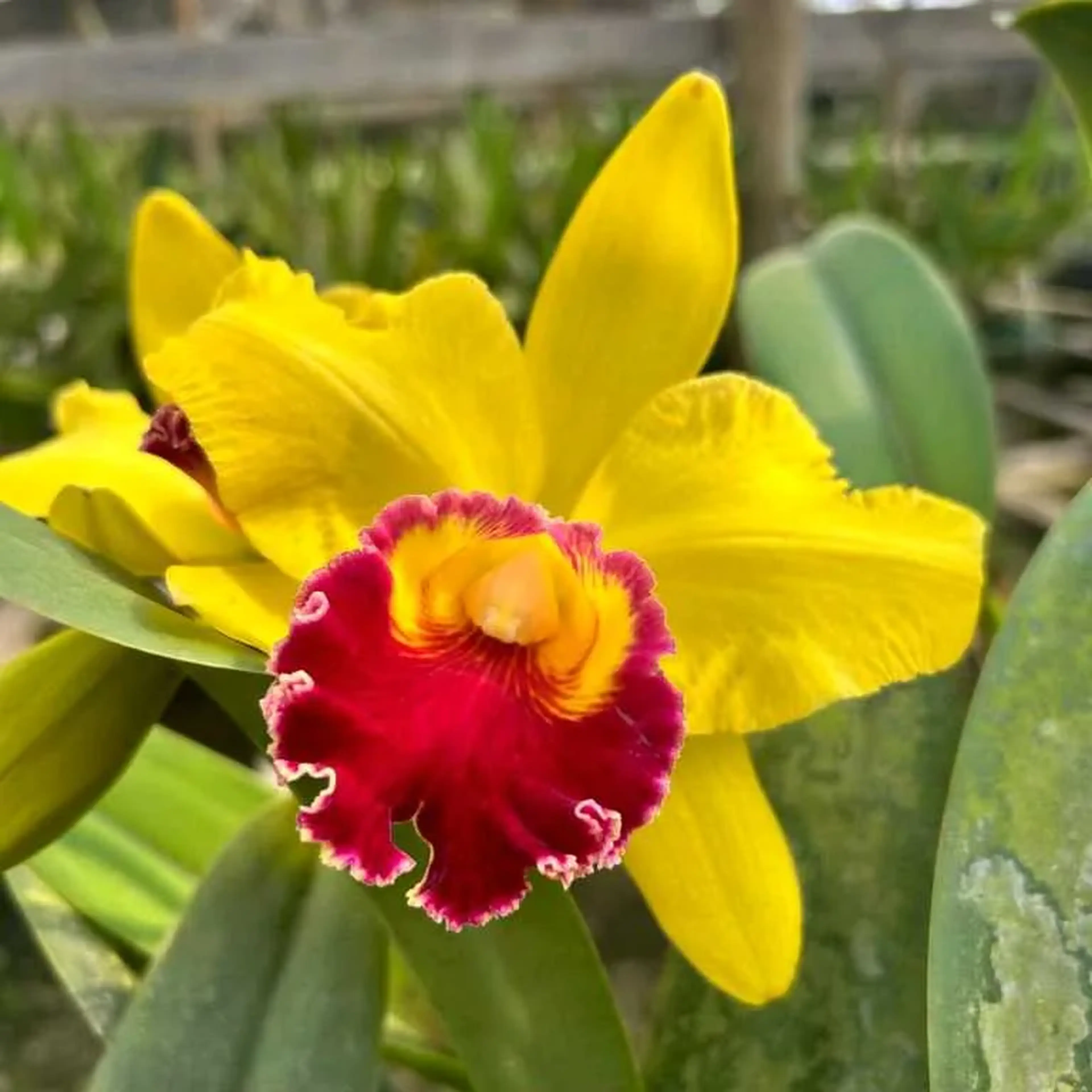 Cattleya Amarelo com Vermelho Híbrida Pré-adulta imagem