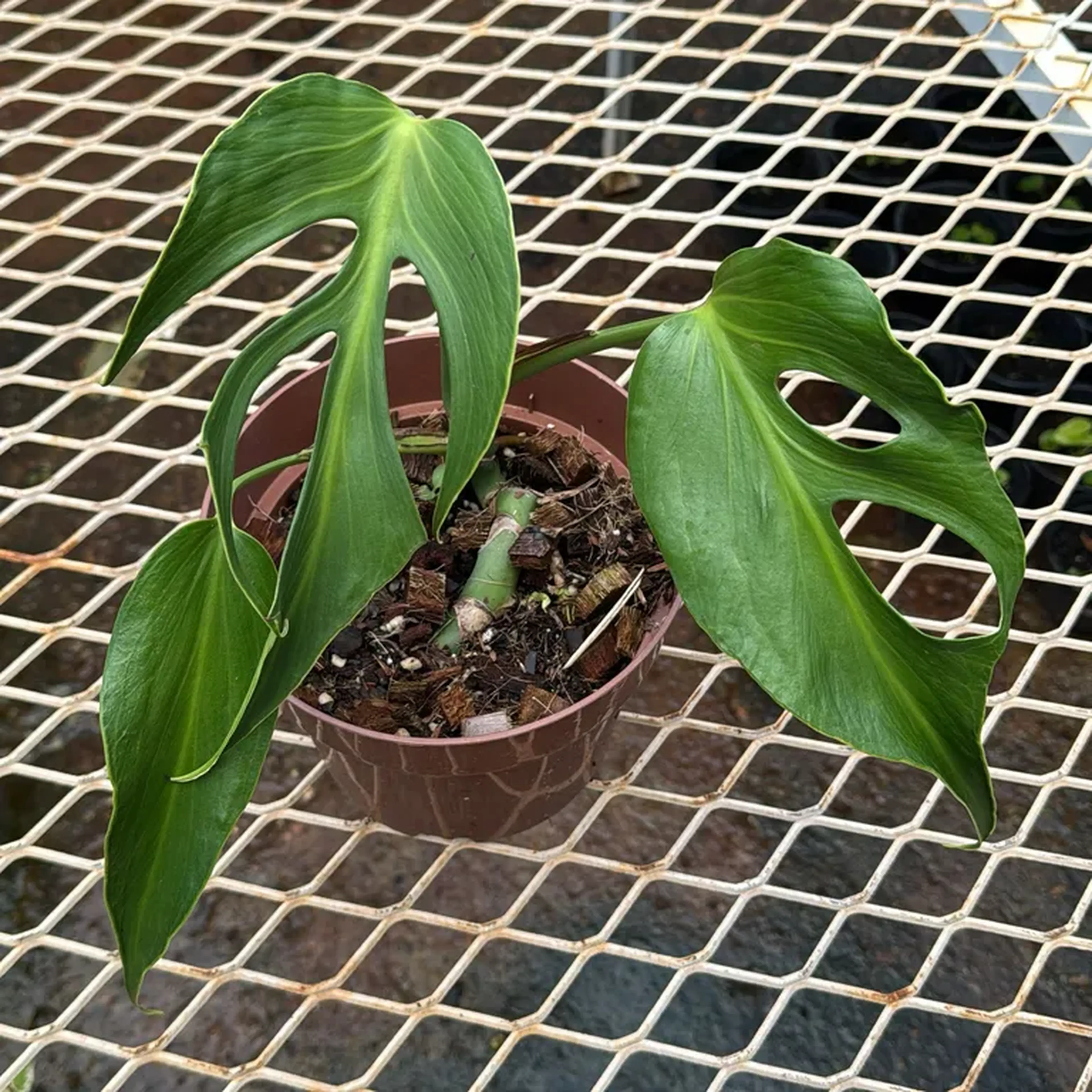 Monstera Burle Marx Flame com duas brotações imagem