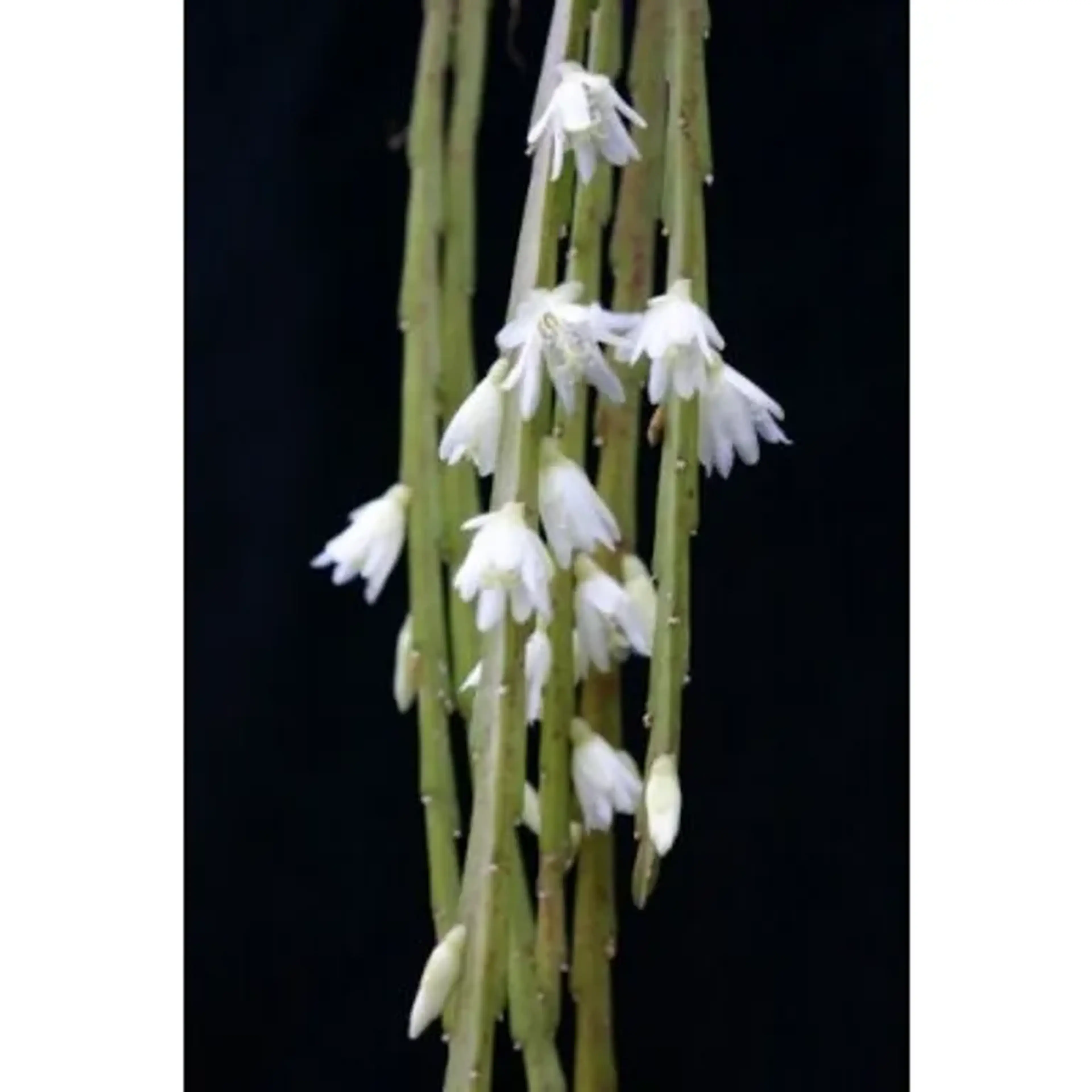 Rhipsalis linearis (muda enraizada) imagem