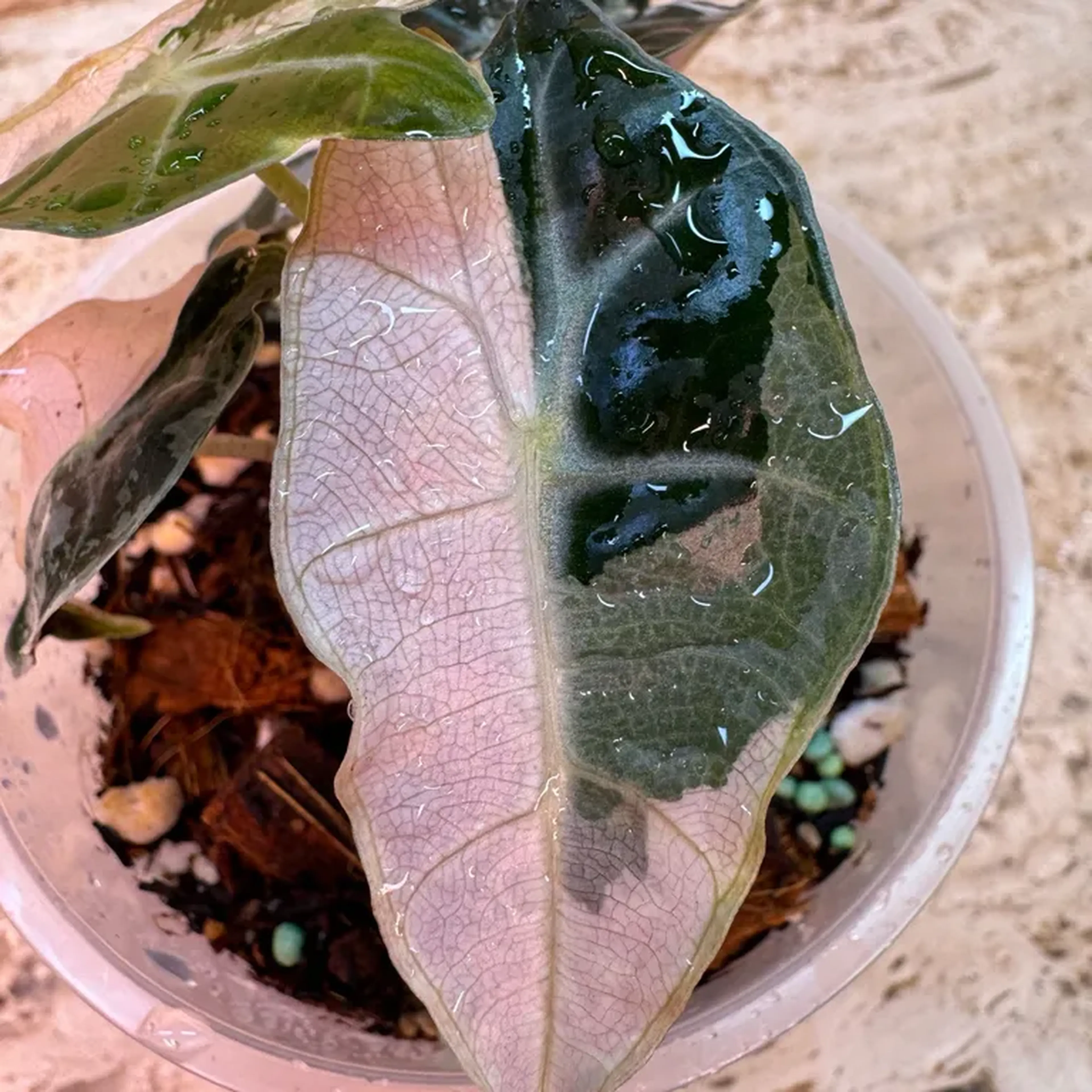 Alocasia Amazônica Polly Pink Variegata imagem