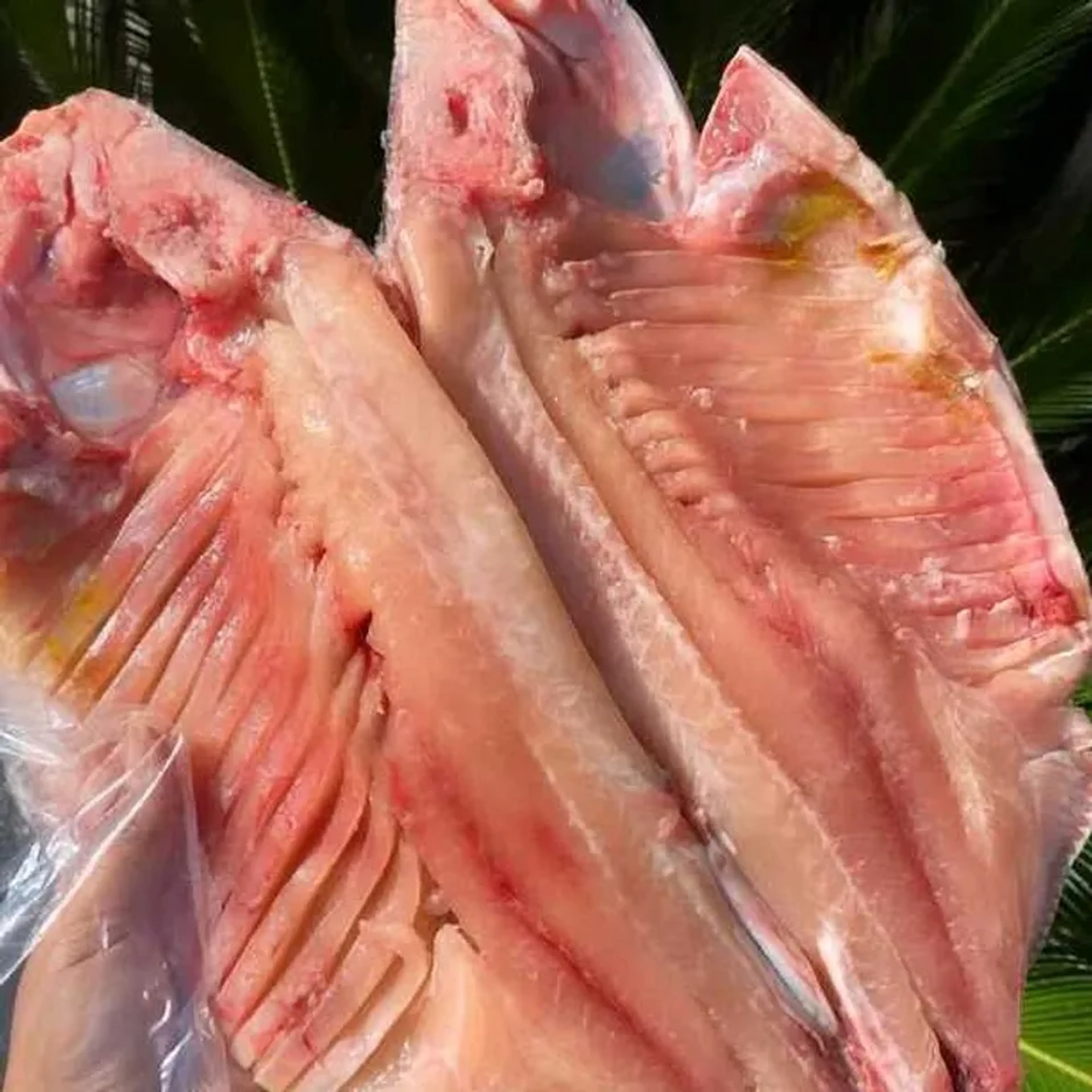 PACU DESSOSSADO imagem