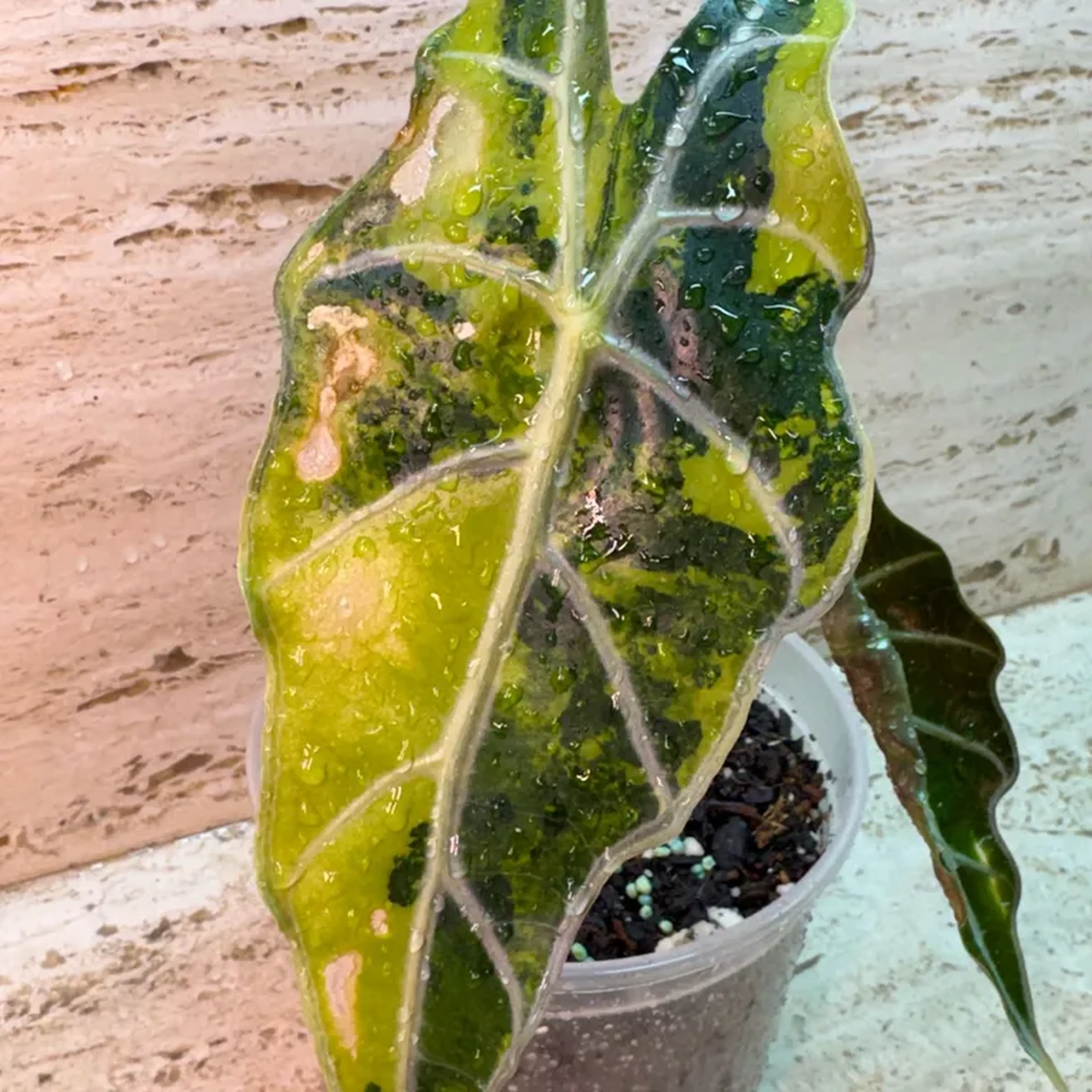 Alocasia Amazônica Polly Áurea Variegata imagem