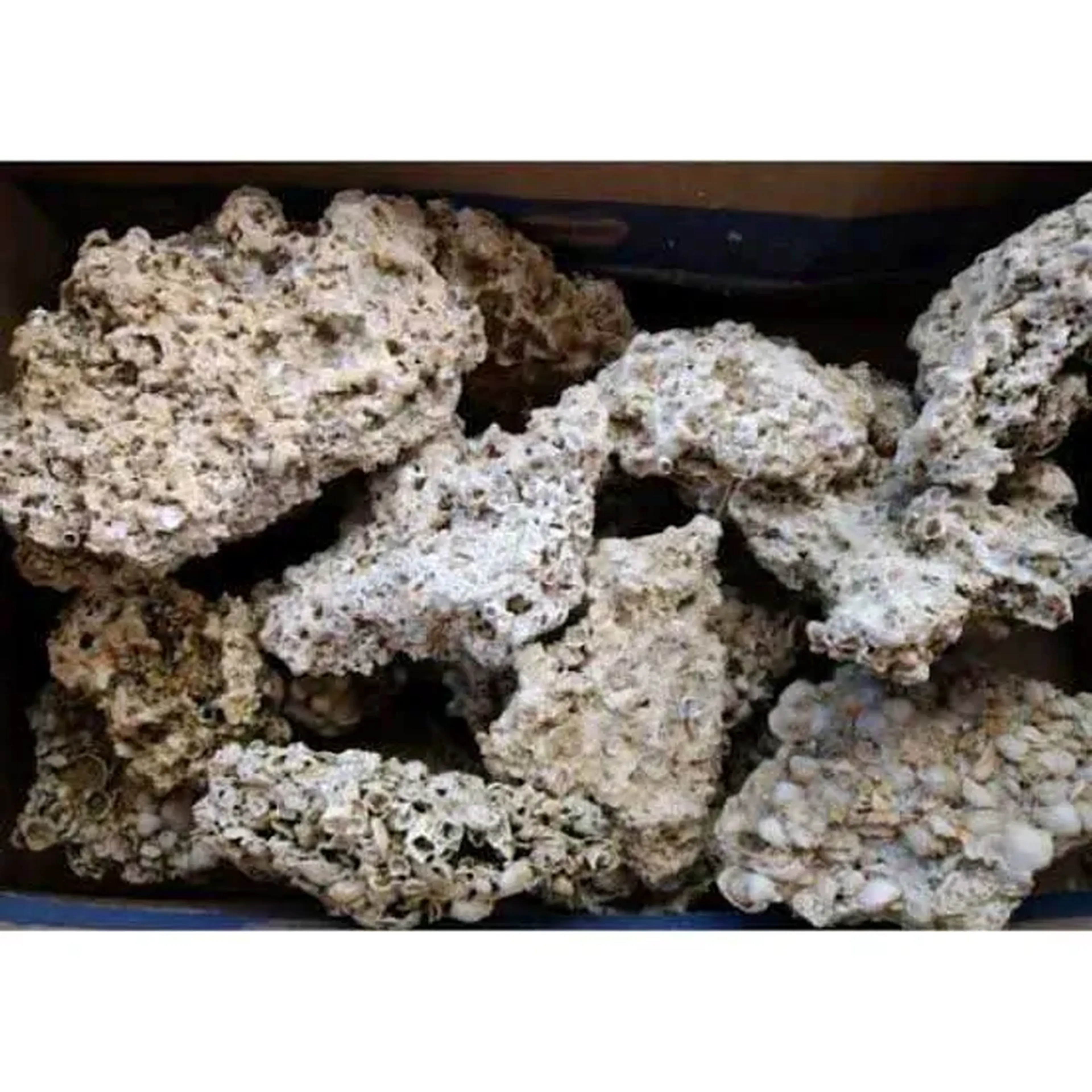 Rochas marinha natural 1kg imagem