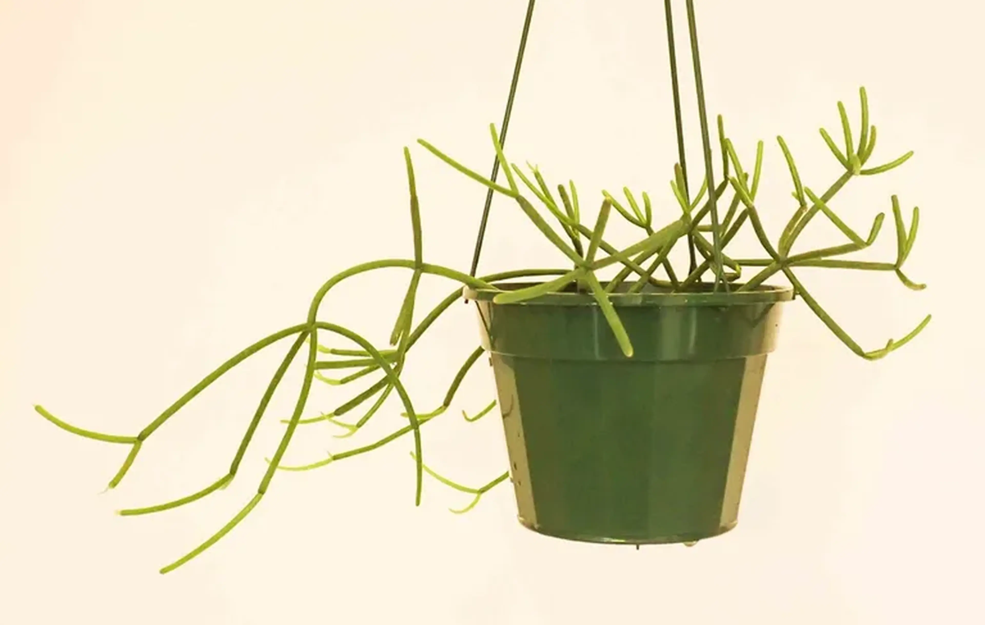 Rhipsalis baccifera (muda enraizada) imagem