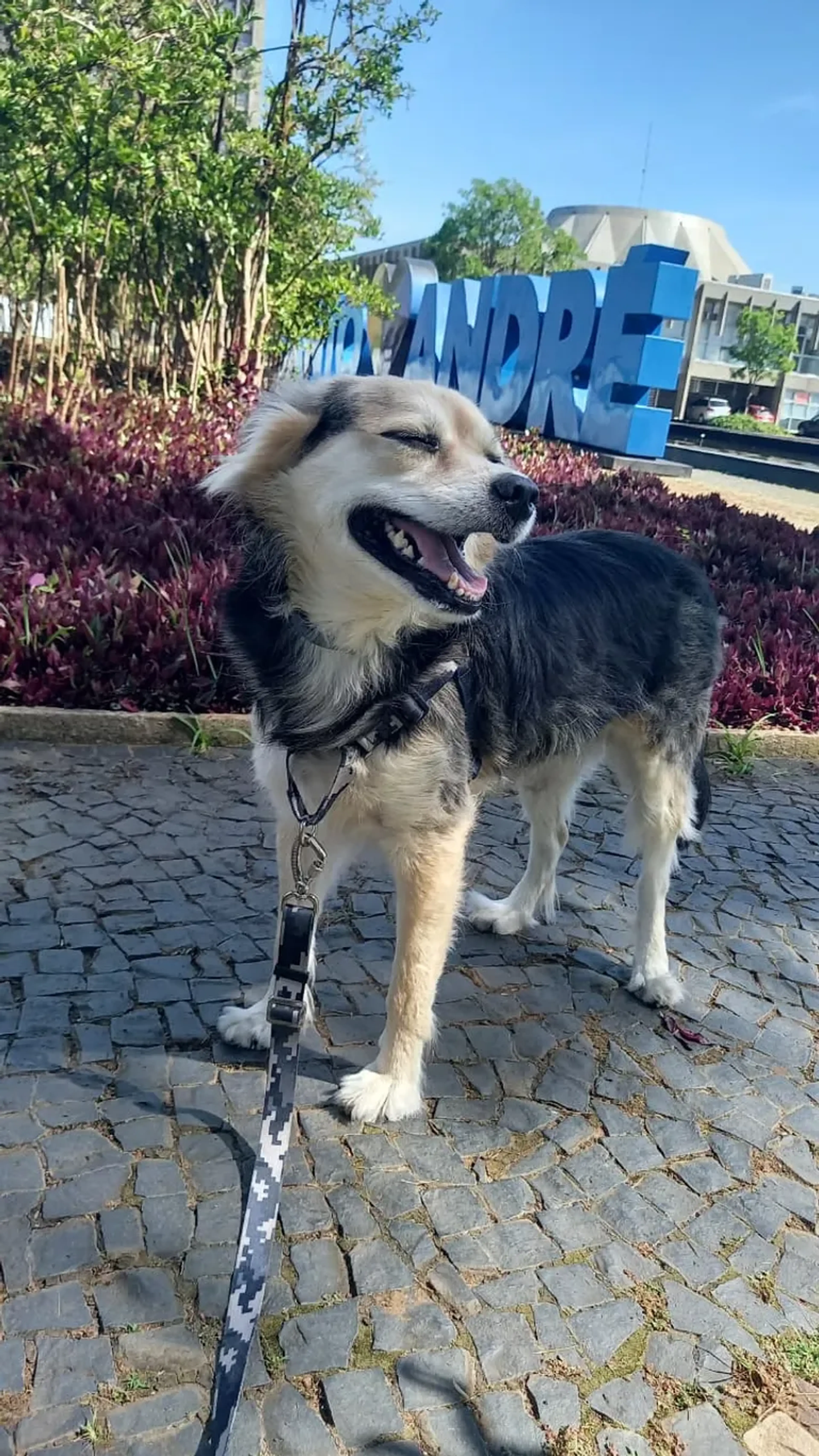 Dog Walker - 20 passeios imagem