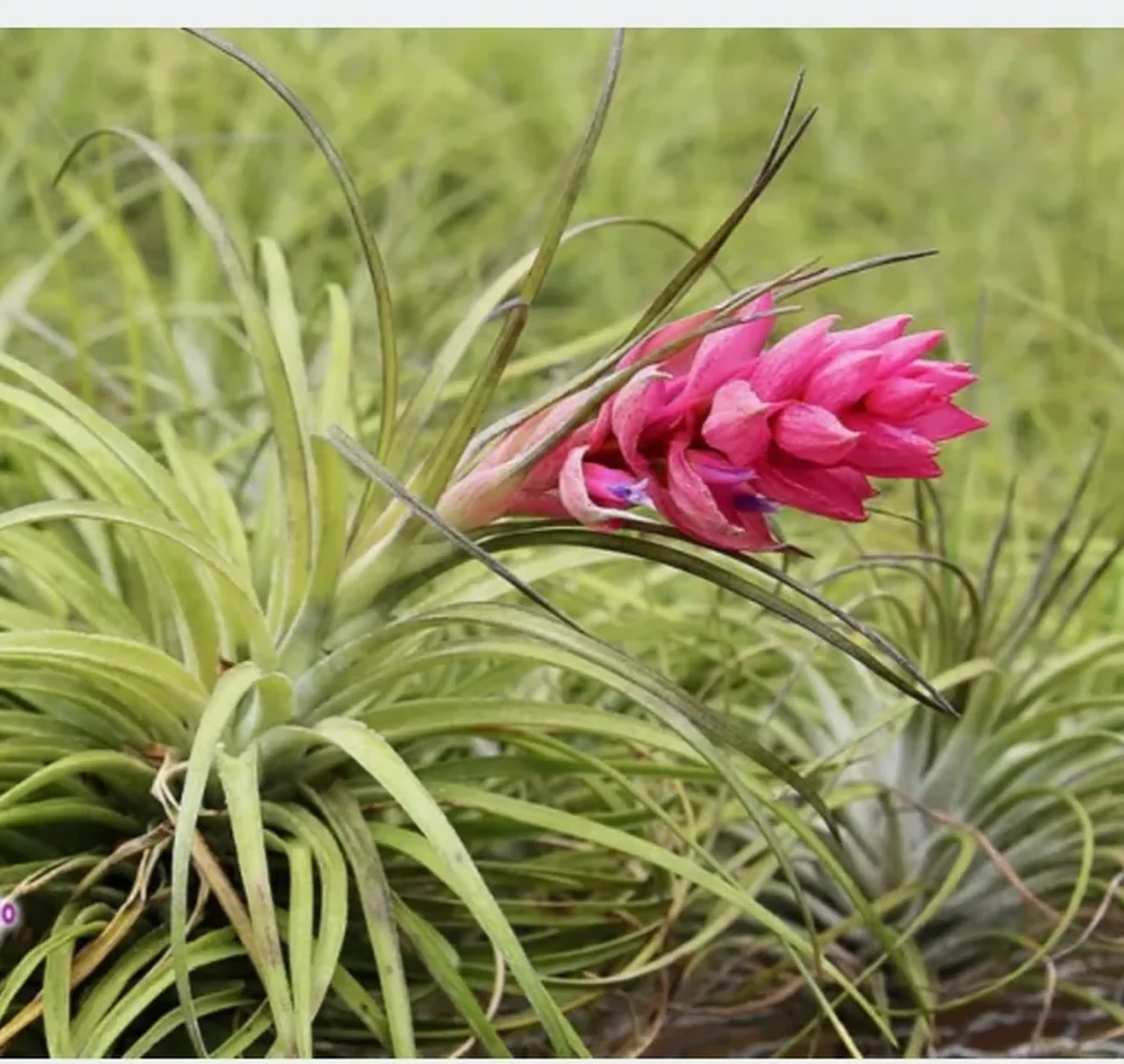 Tillandsia Stricta imagem
