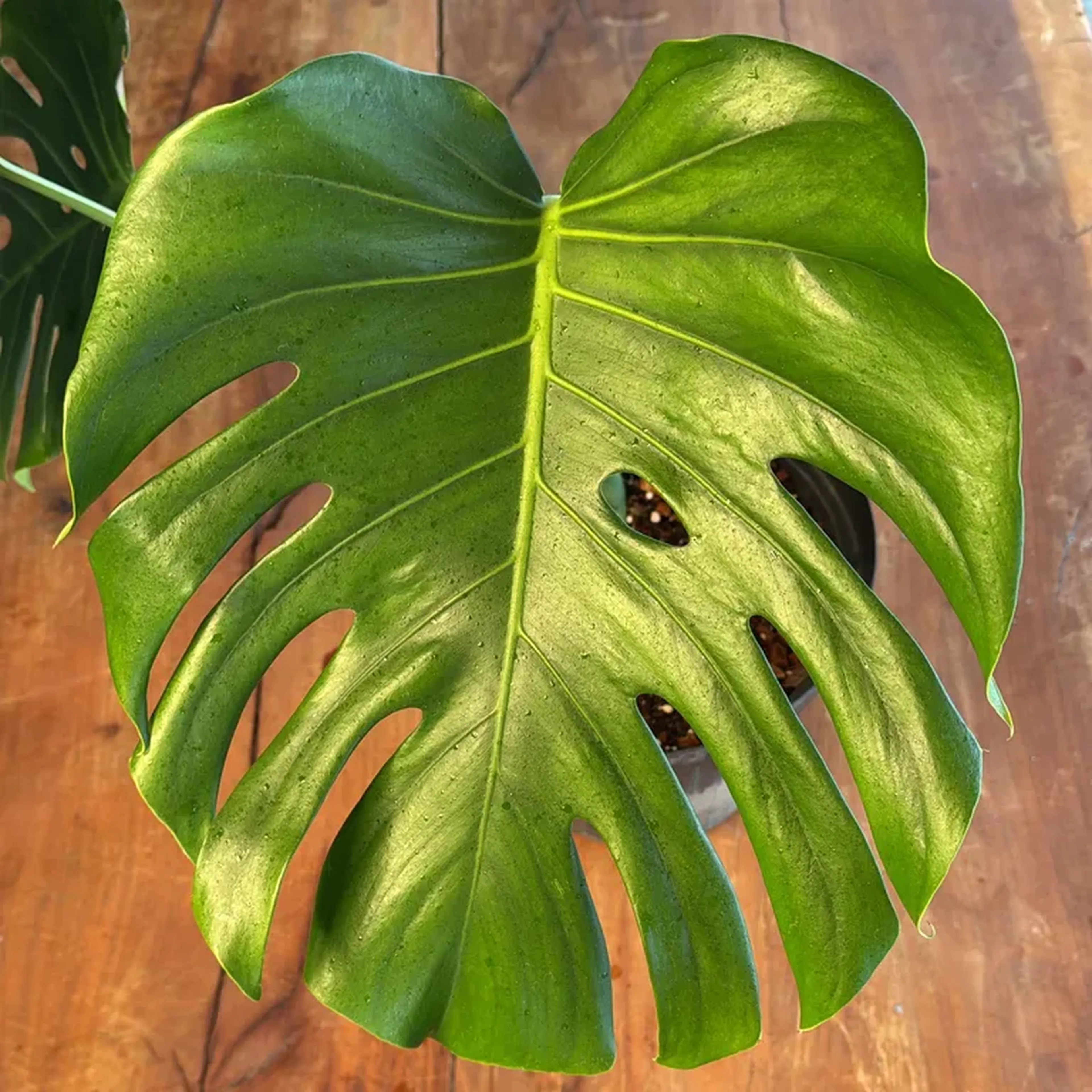 Monstera Sierrana Boliviana C imagem