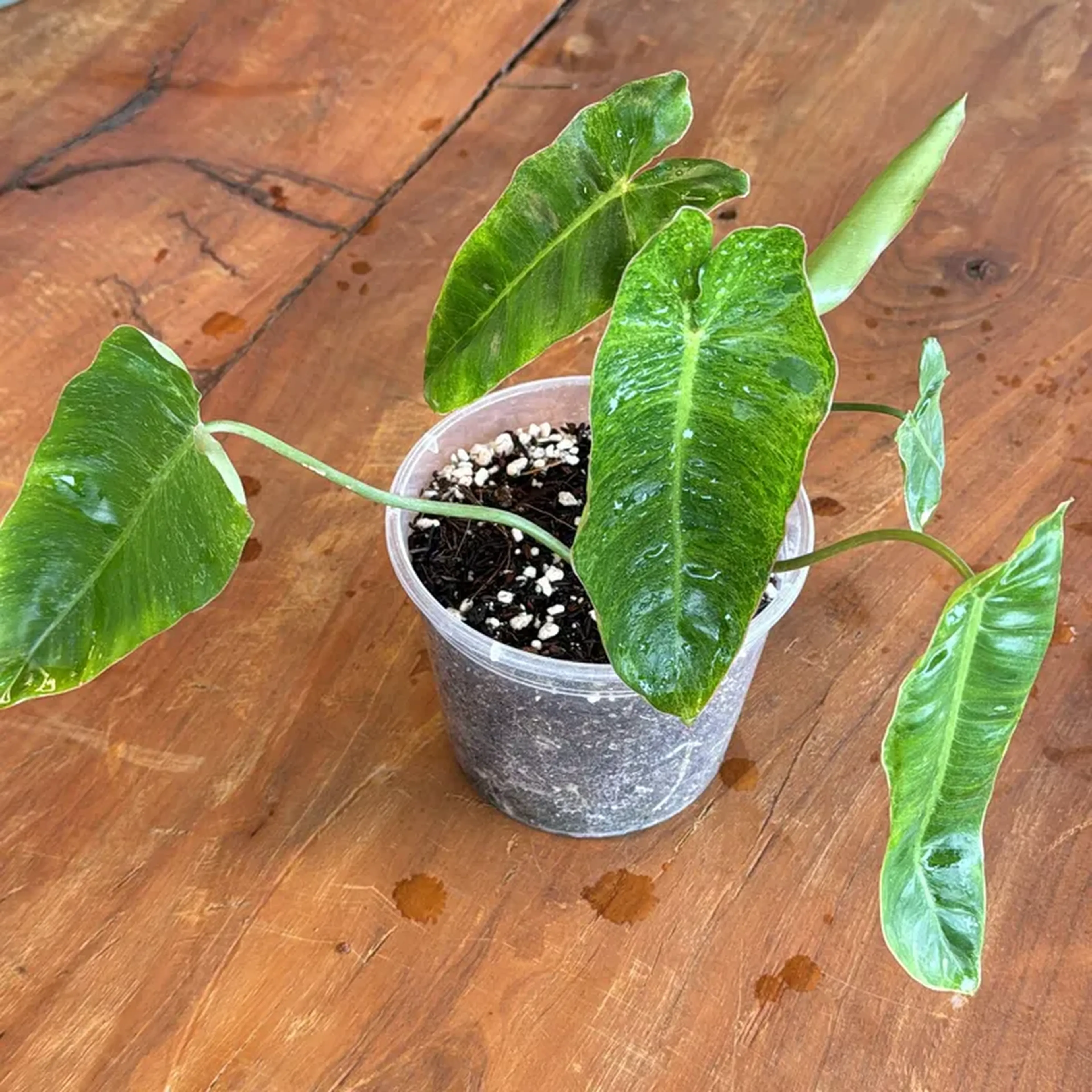 Philodendron Paraiso Verde pote 15 imagem