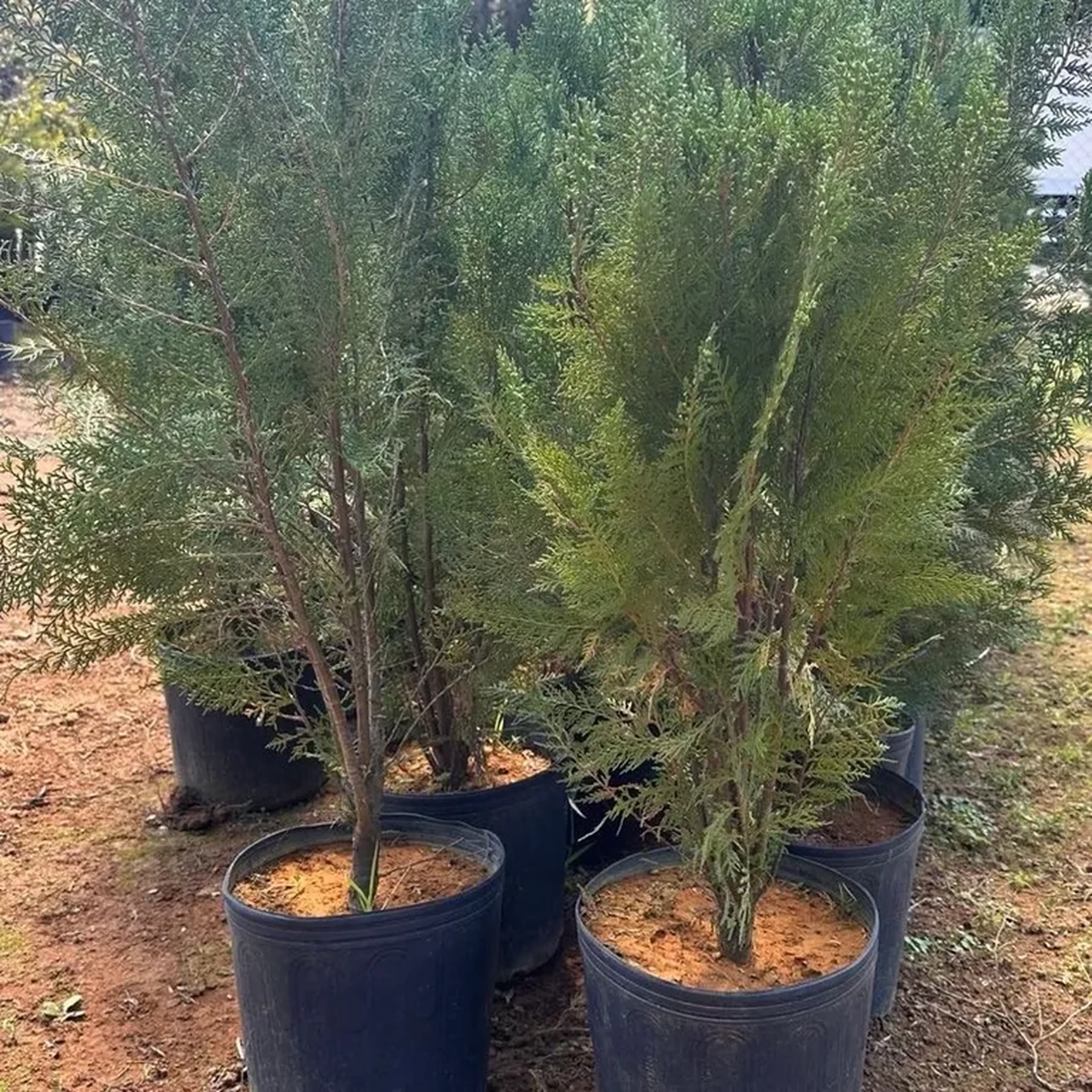 tuia compacta imagem