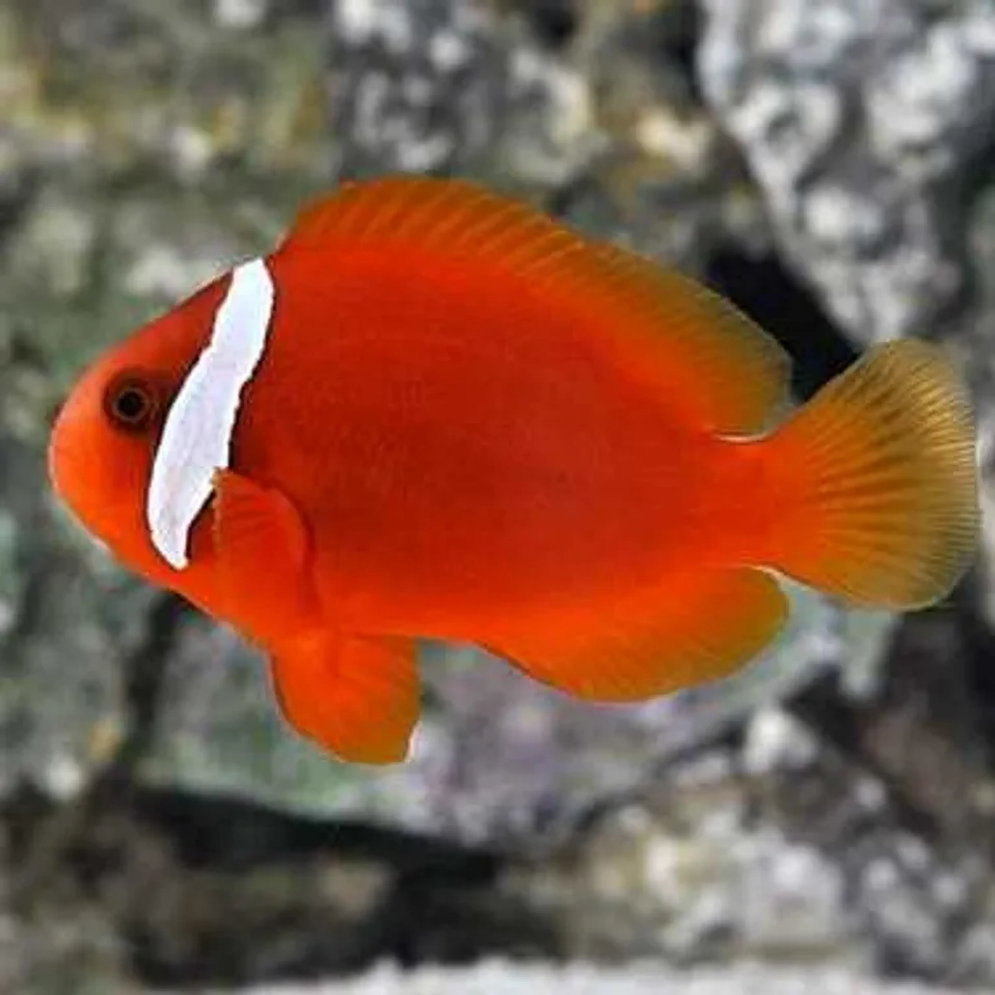 Palhaço tomate imagem