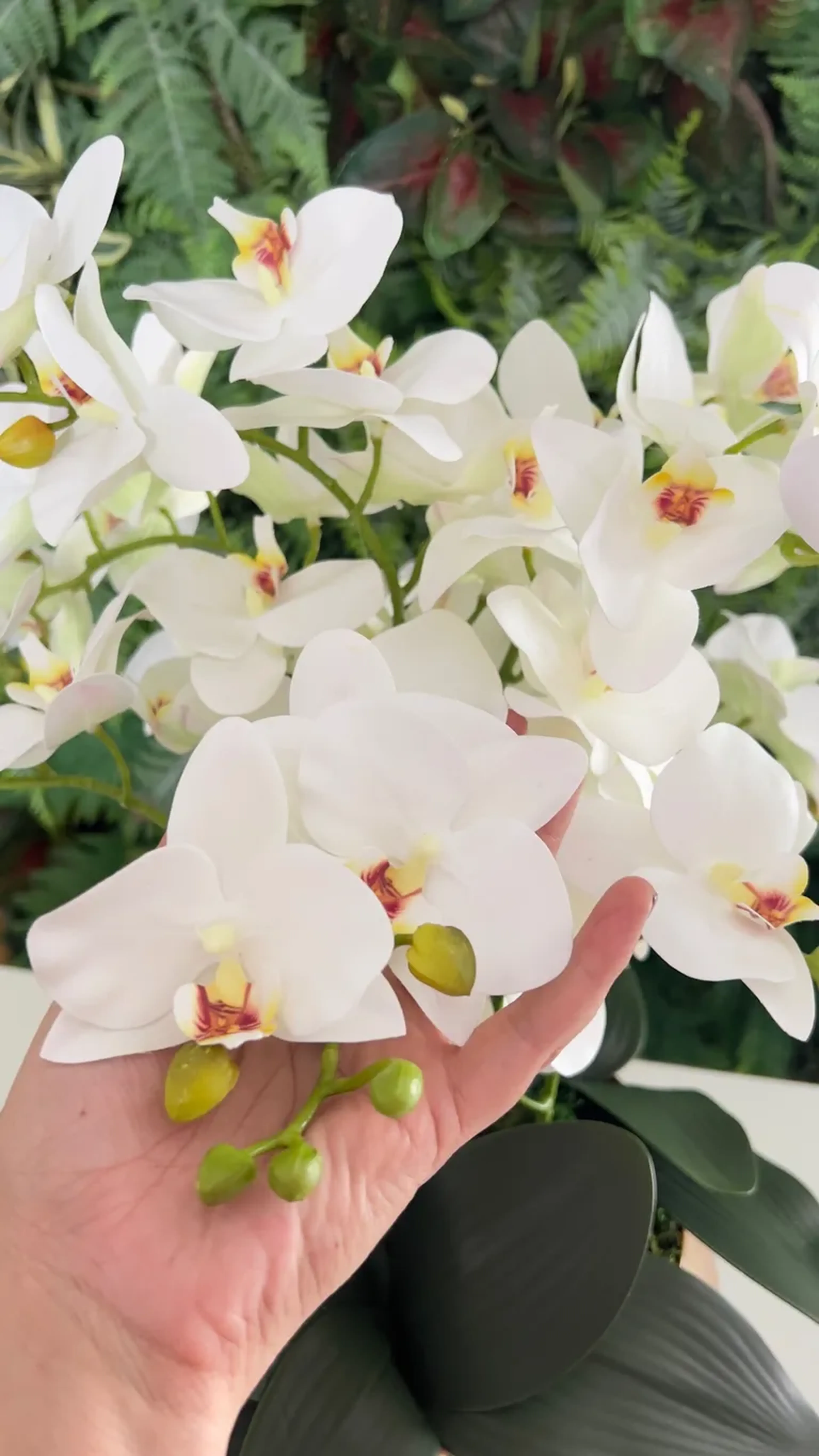 Arranjo de orquídea M imagem