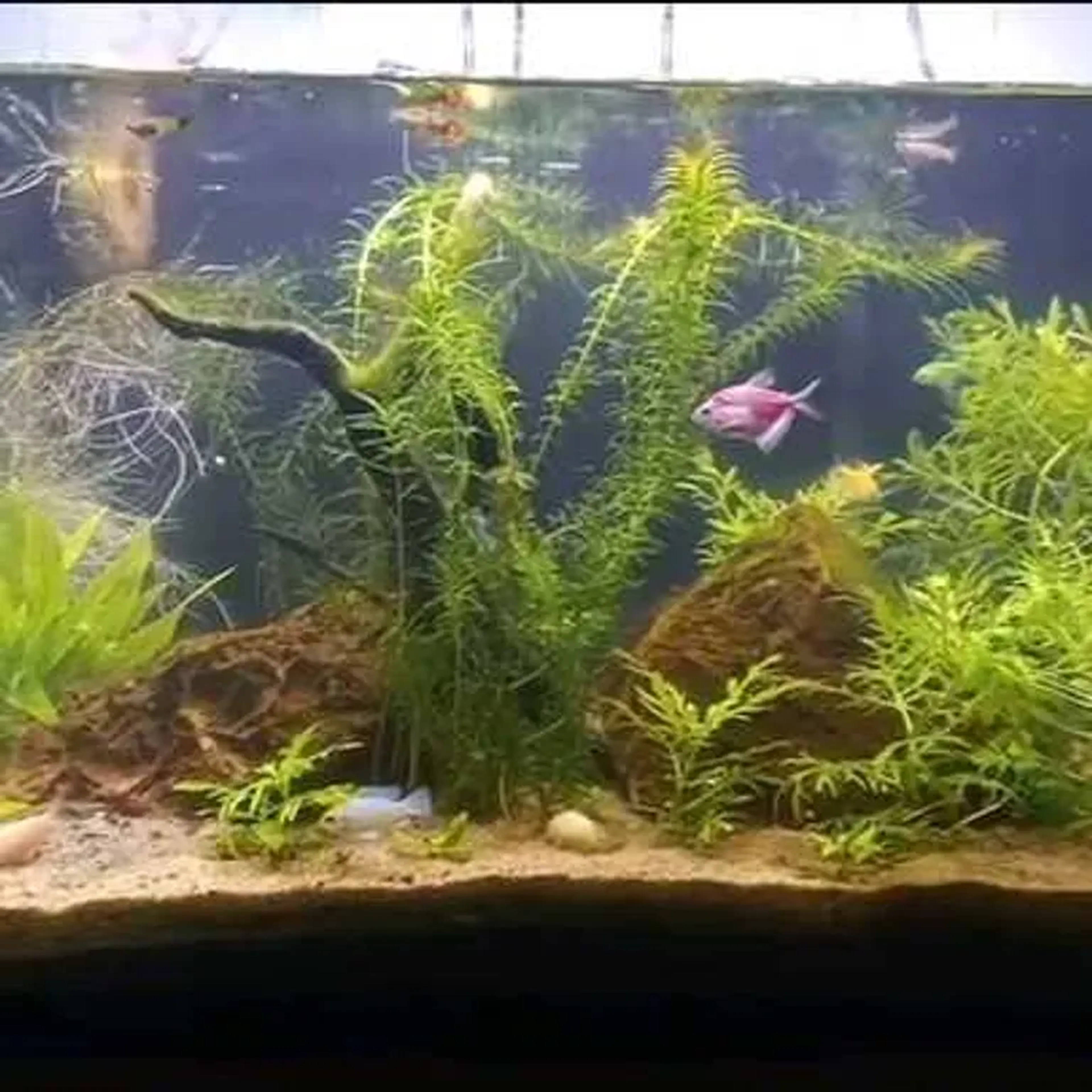 MANUTENÇÃO EM AQUÁRIO PLANTANDO imagem