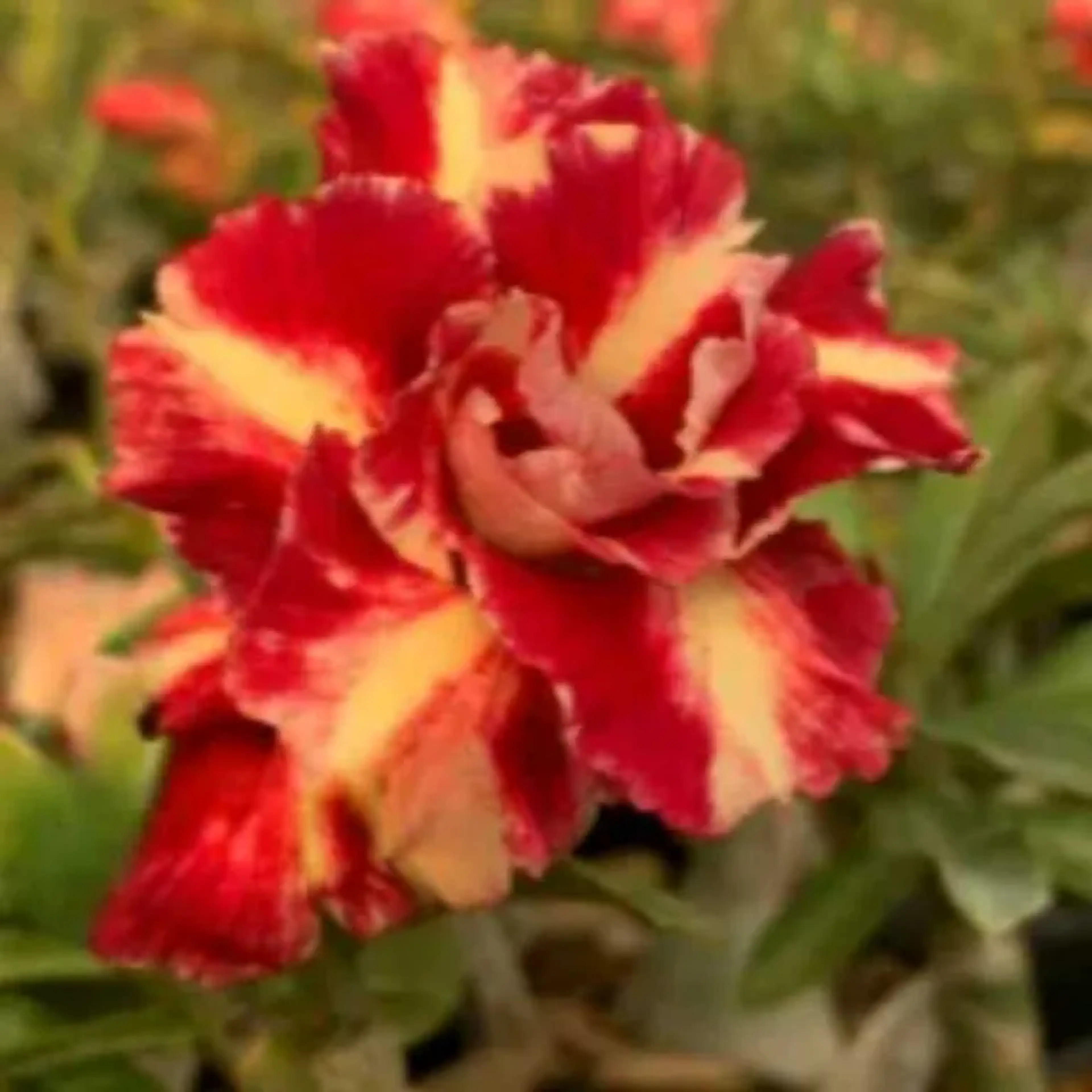 rosa do deserto Barcelona imagem
