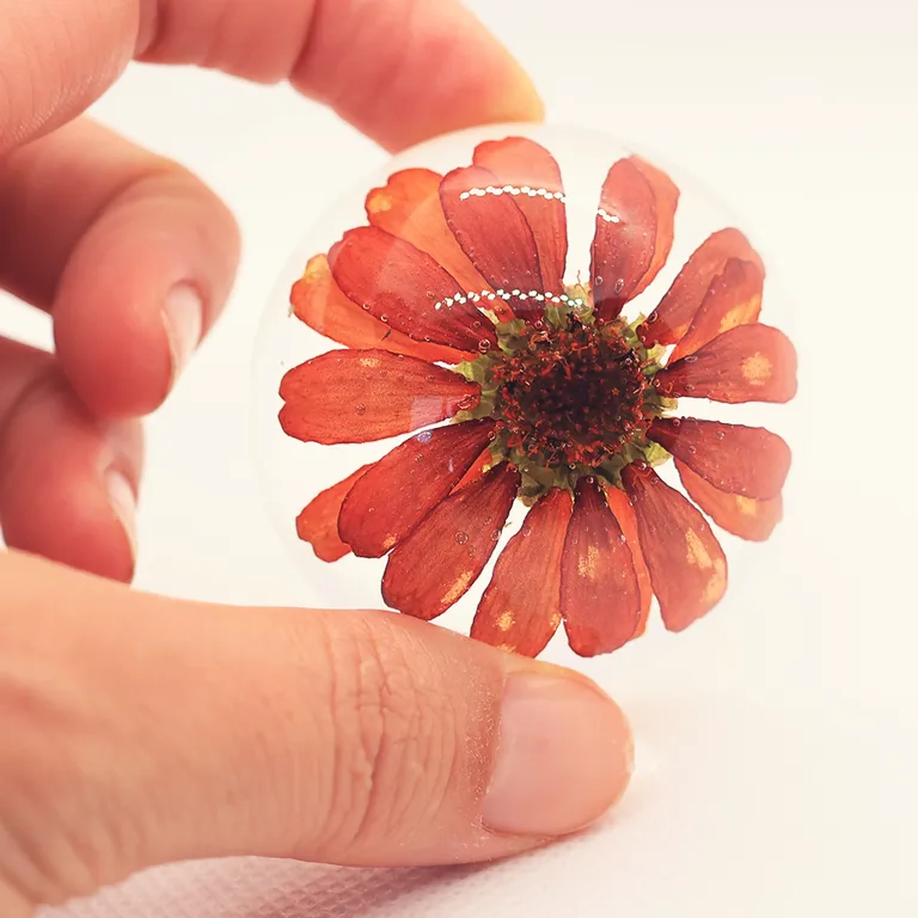 Domo M - Margarida do cabo imagem