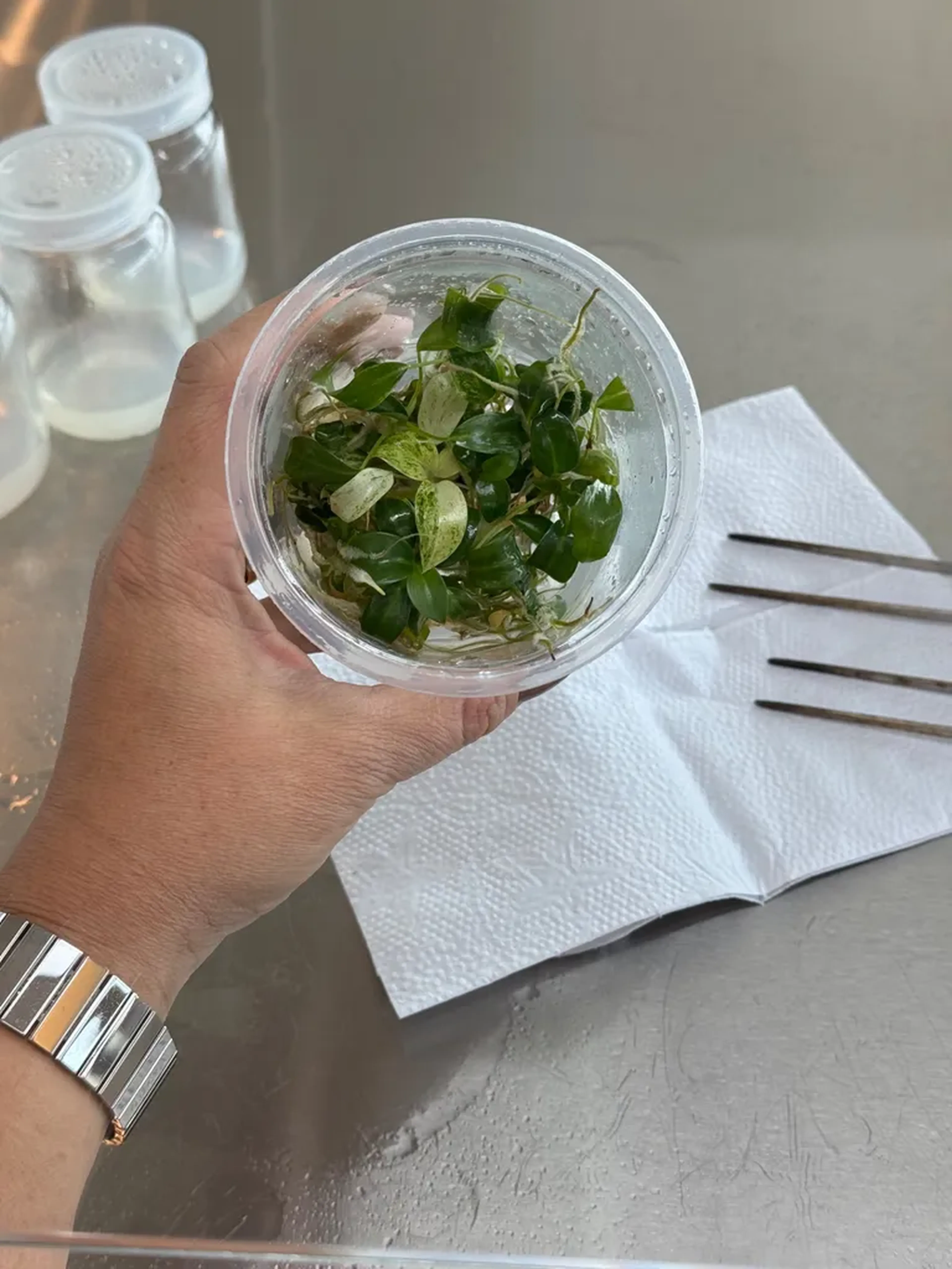 Curso presencial individual de aclimatização de plantas imagem