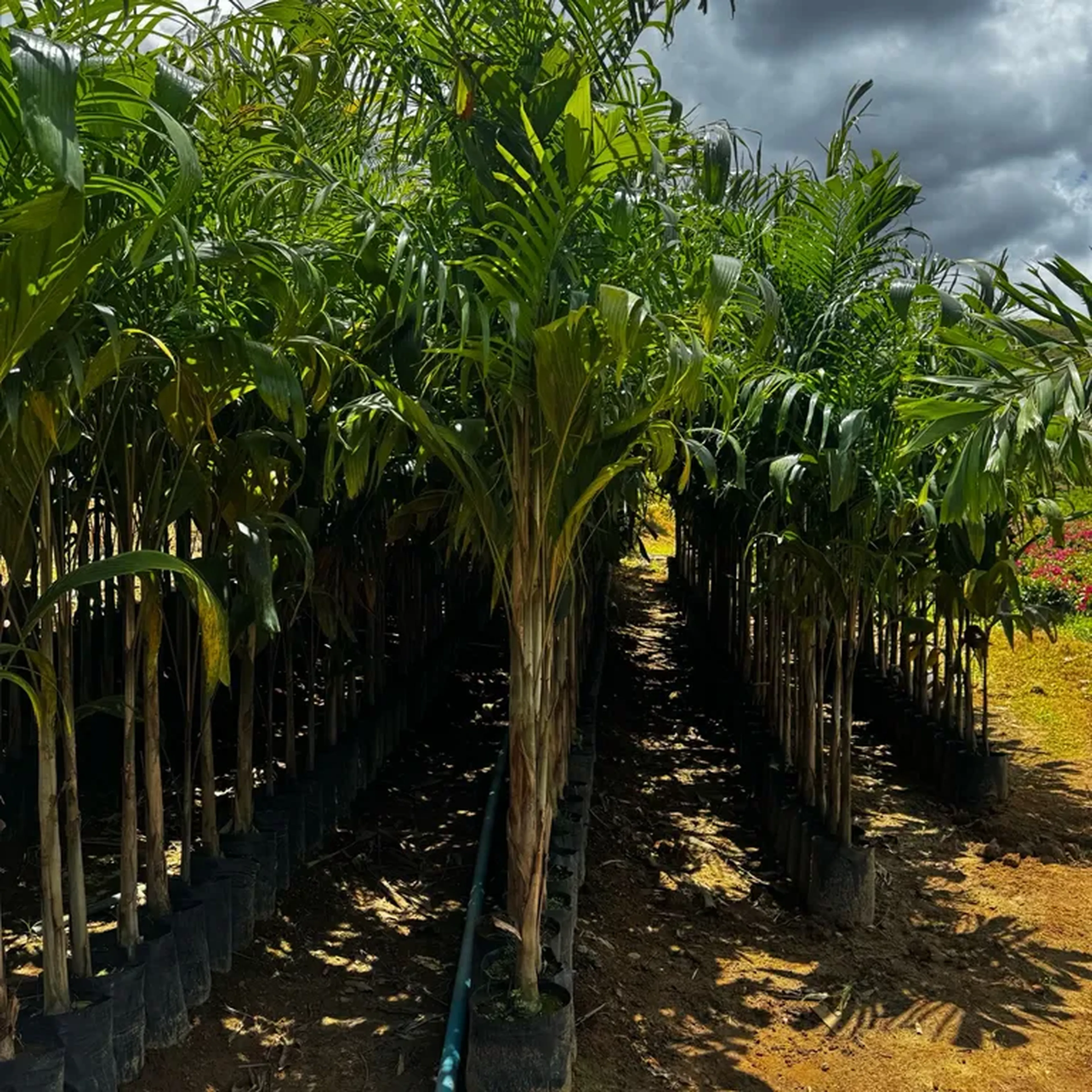 Palmeira carpentaria (P) imagem