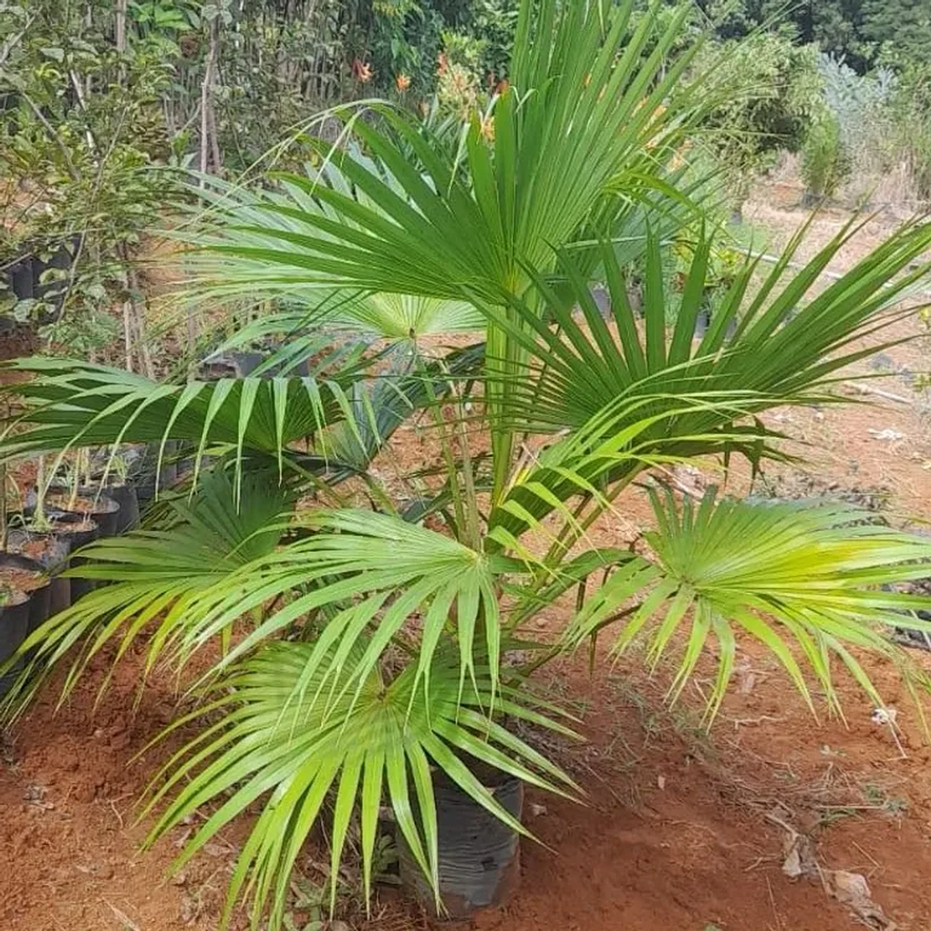 Palmeira leque imagem