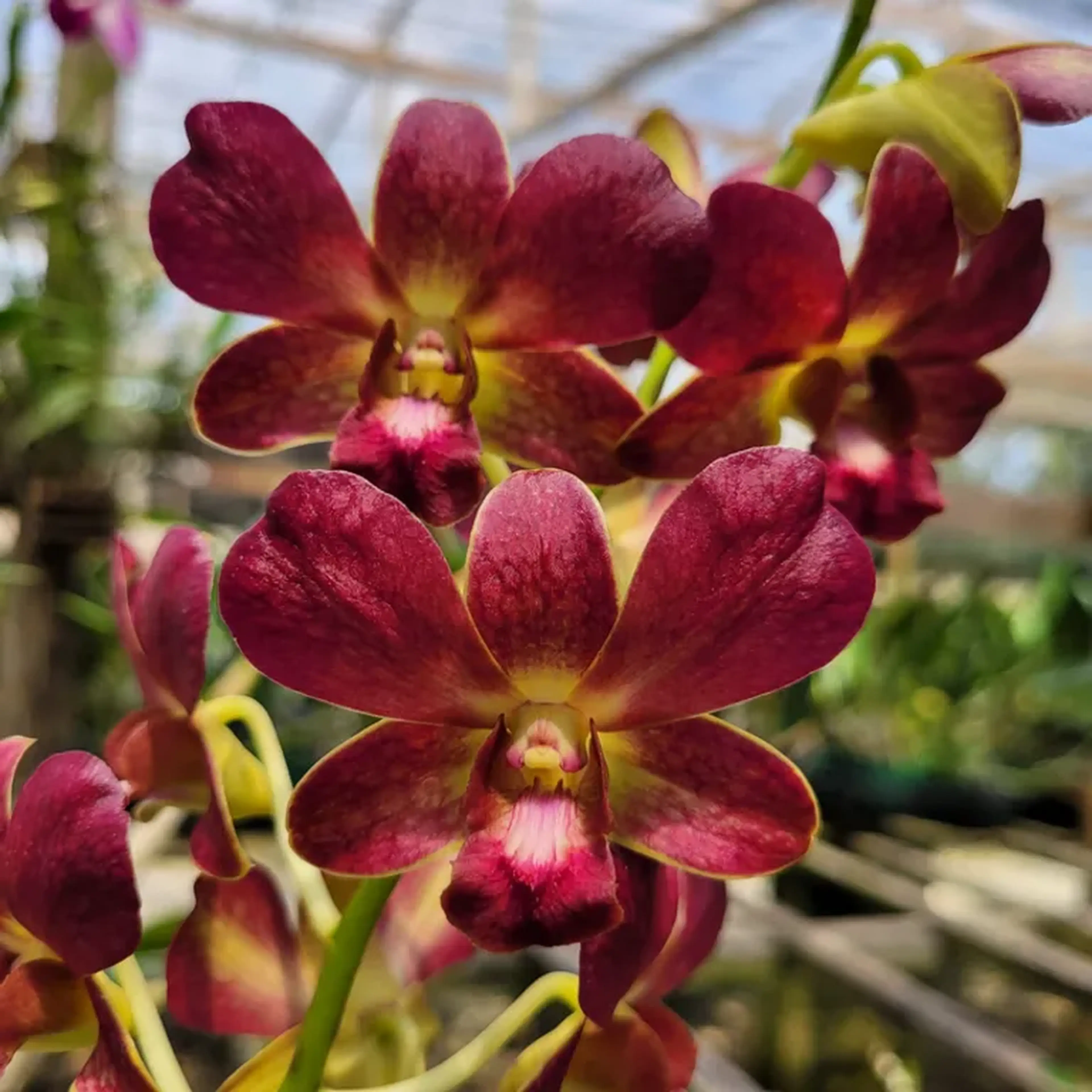 Denphal Vermelho Carmim imagem