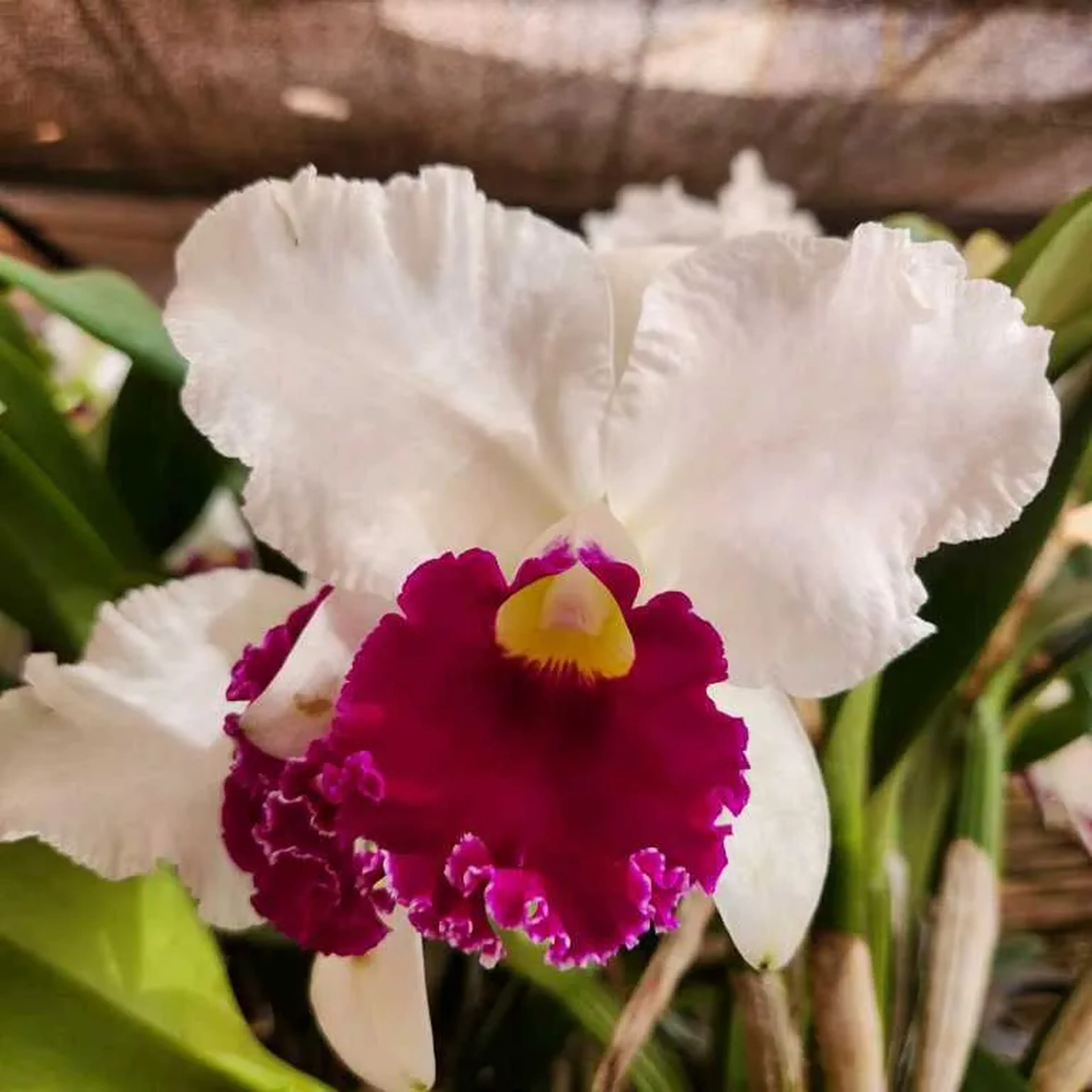Cattleya Semi-alba Híbrida Pré-adulta imagem