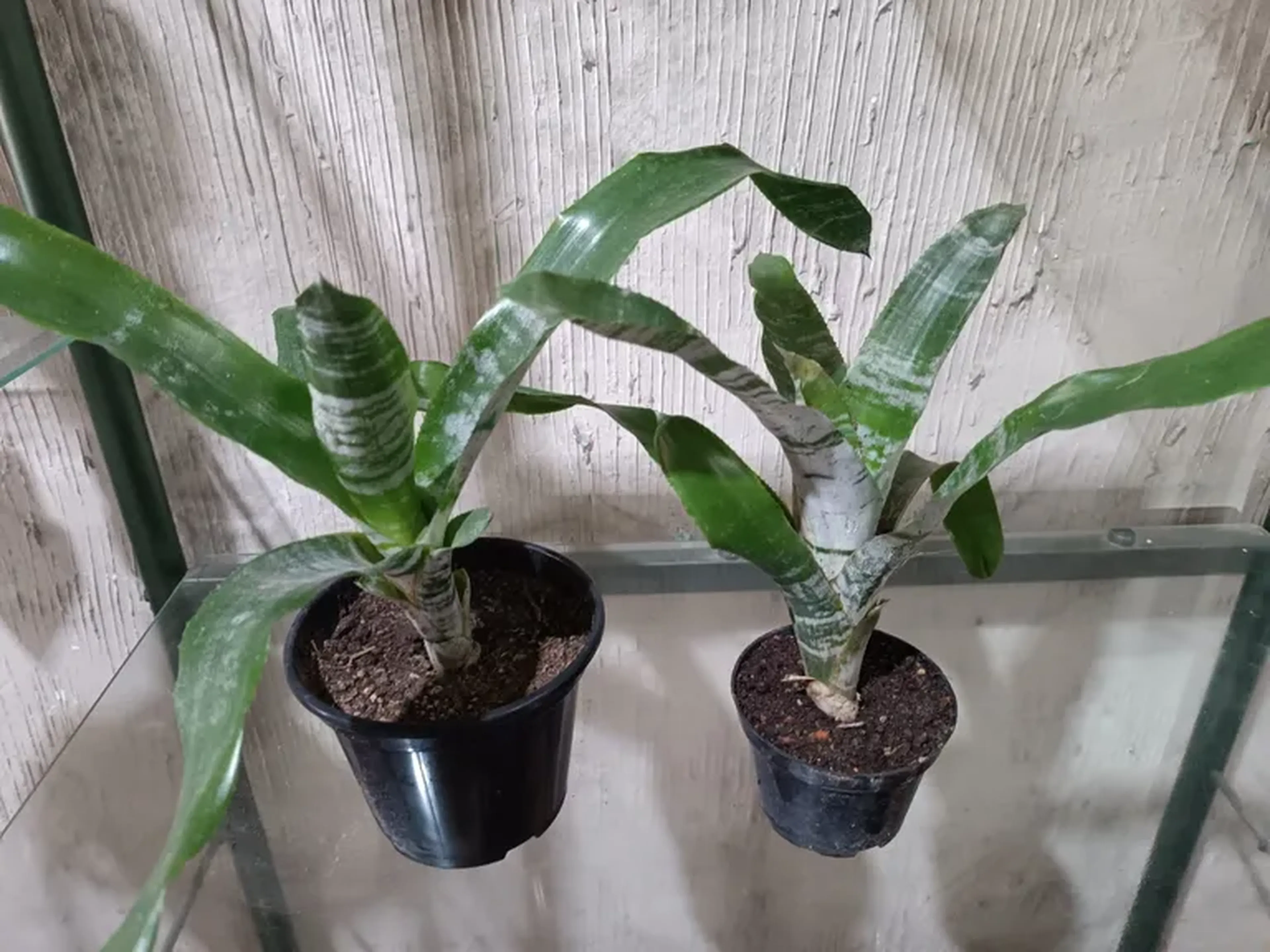 Mudas De Bromelia Aequimea - Fasciata Rosa!!! imagem