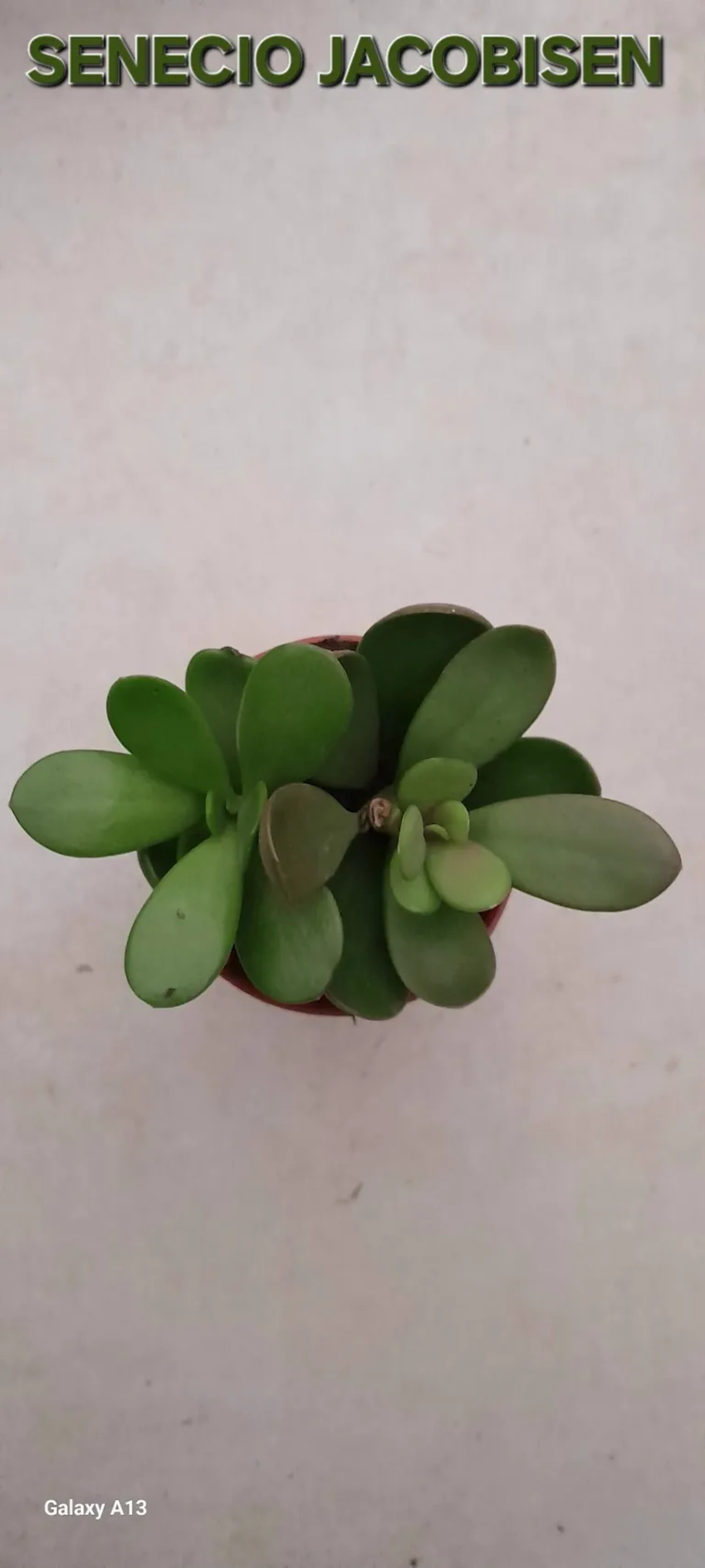 SENECIO JACOBISEN. POTE 6 imagem
