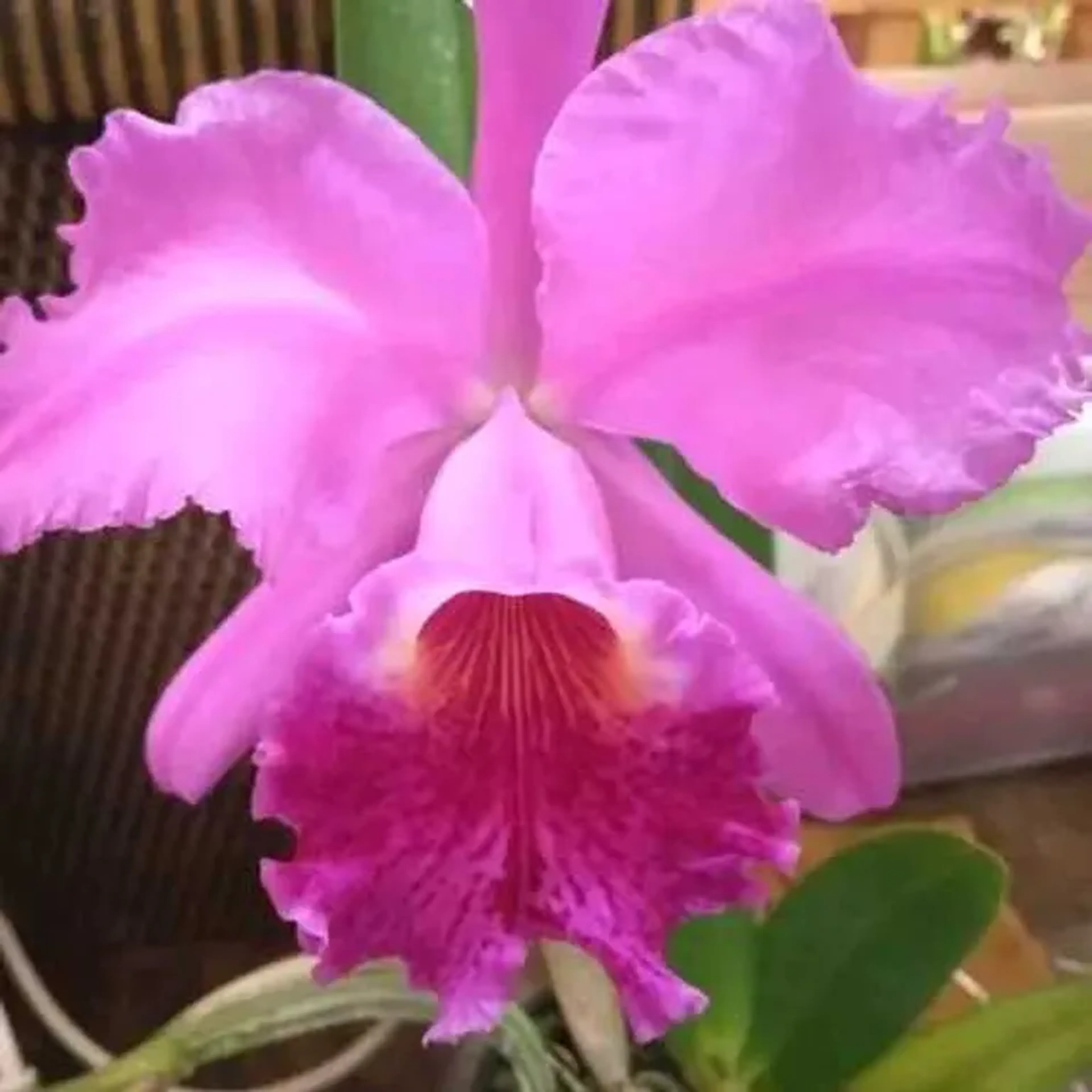 Cattleya Luddemanniana X Cattleya Nobiles Emotions imagem