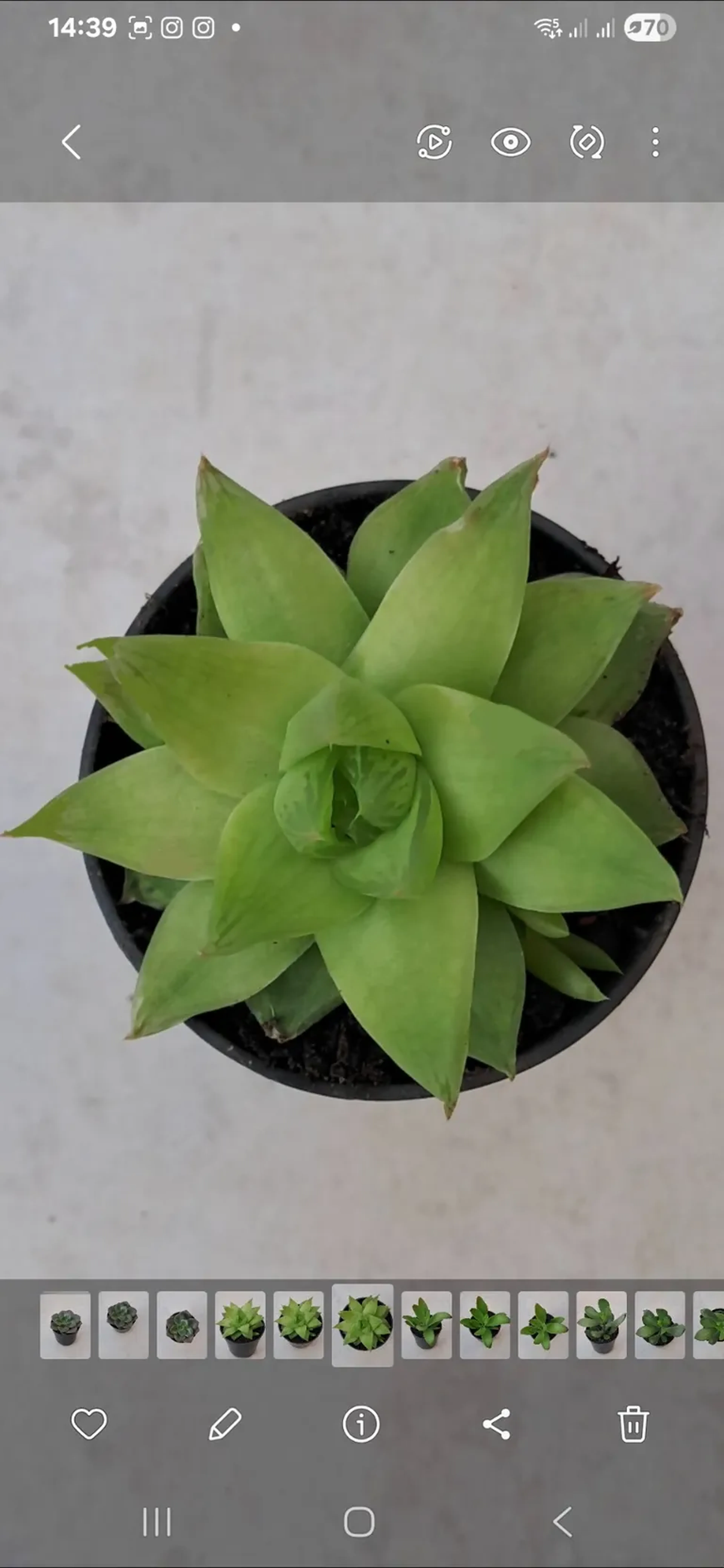 HAWORTHIA CYMBIFORMIS. POTE 6 imagem