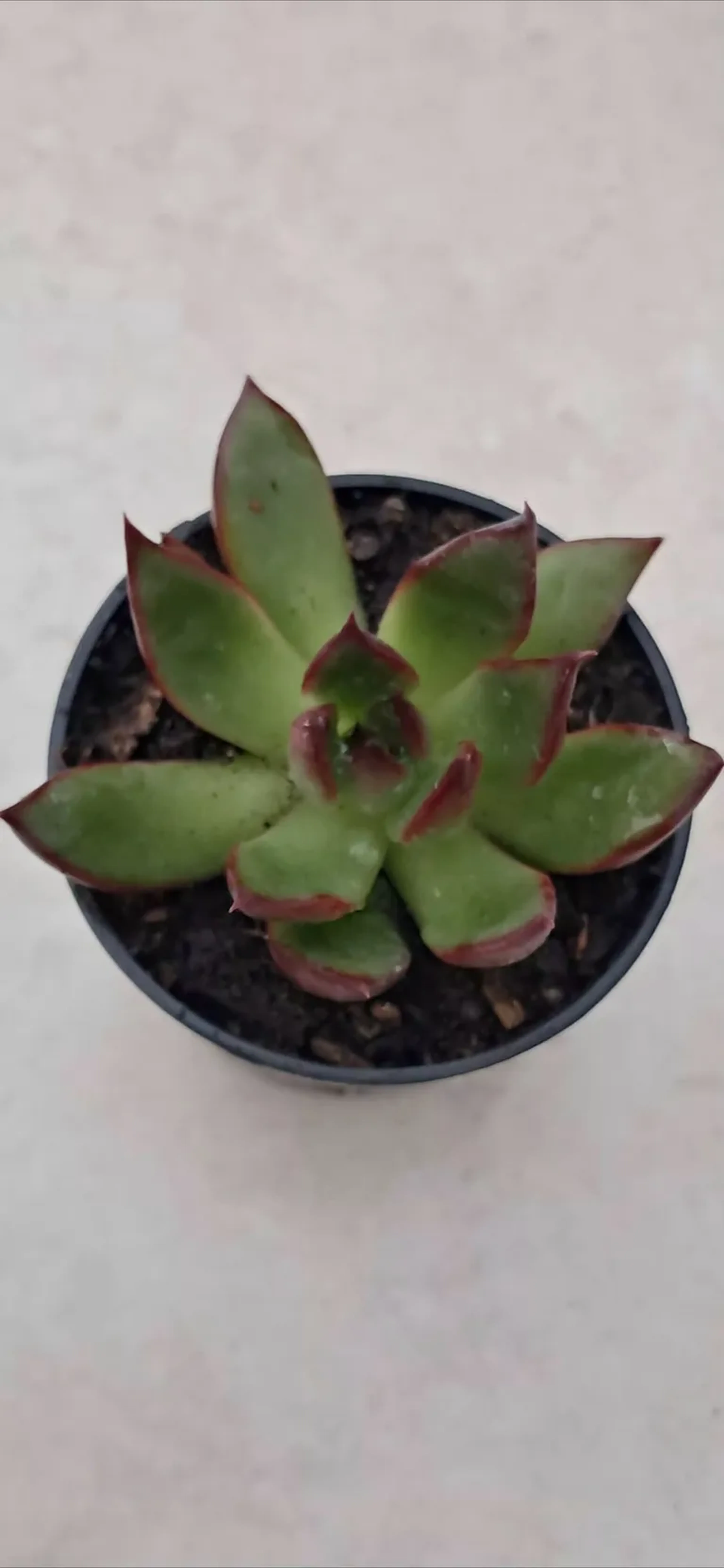AGAVOIDE EBONY RED. POTE 6 imagem
