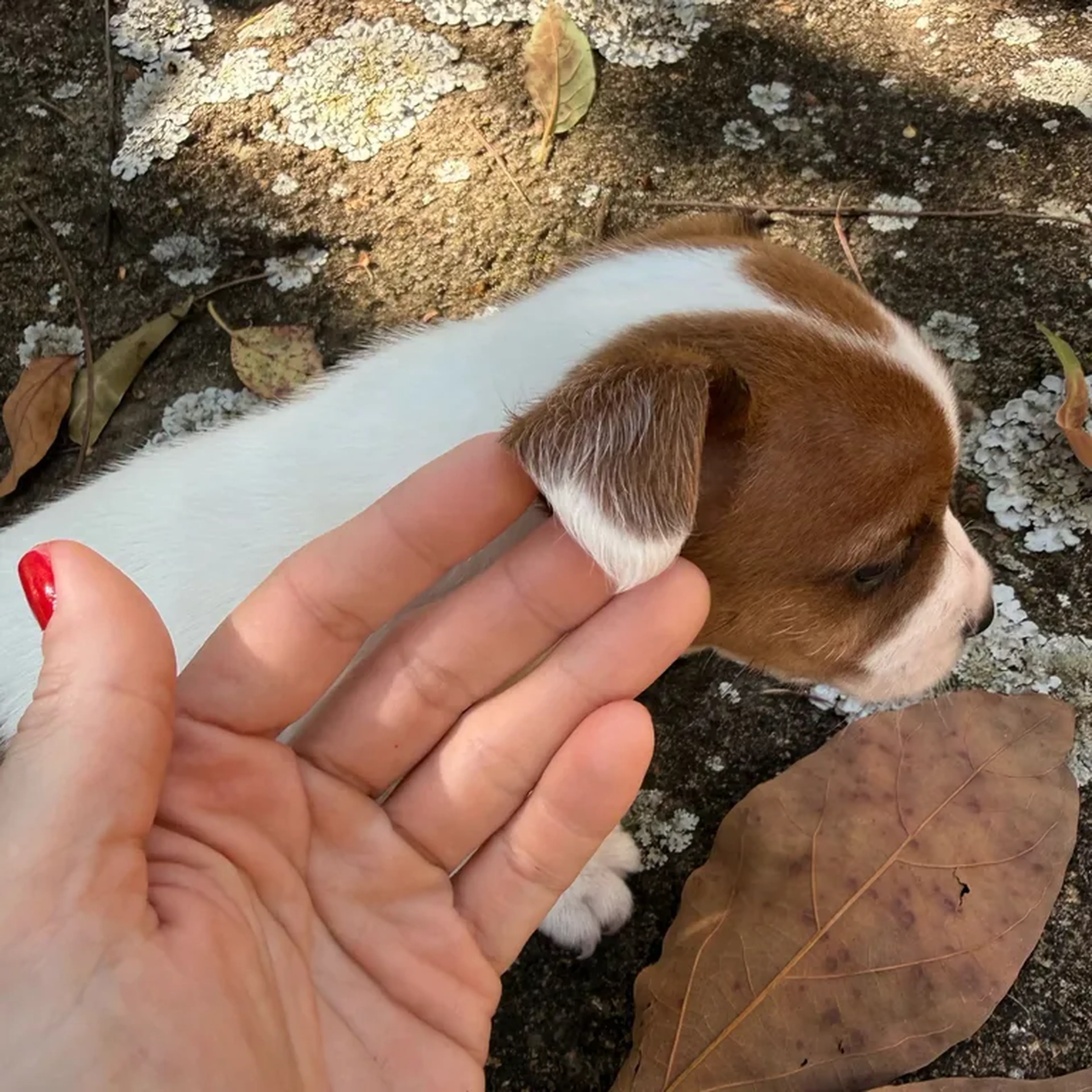 Jack Russell Macho Bicolor imagem
