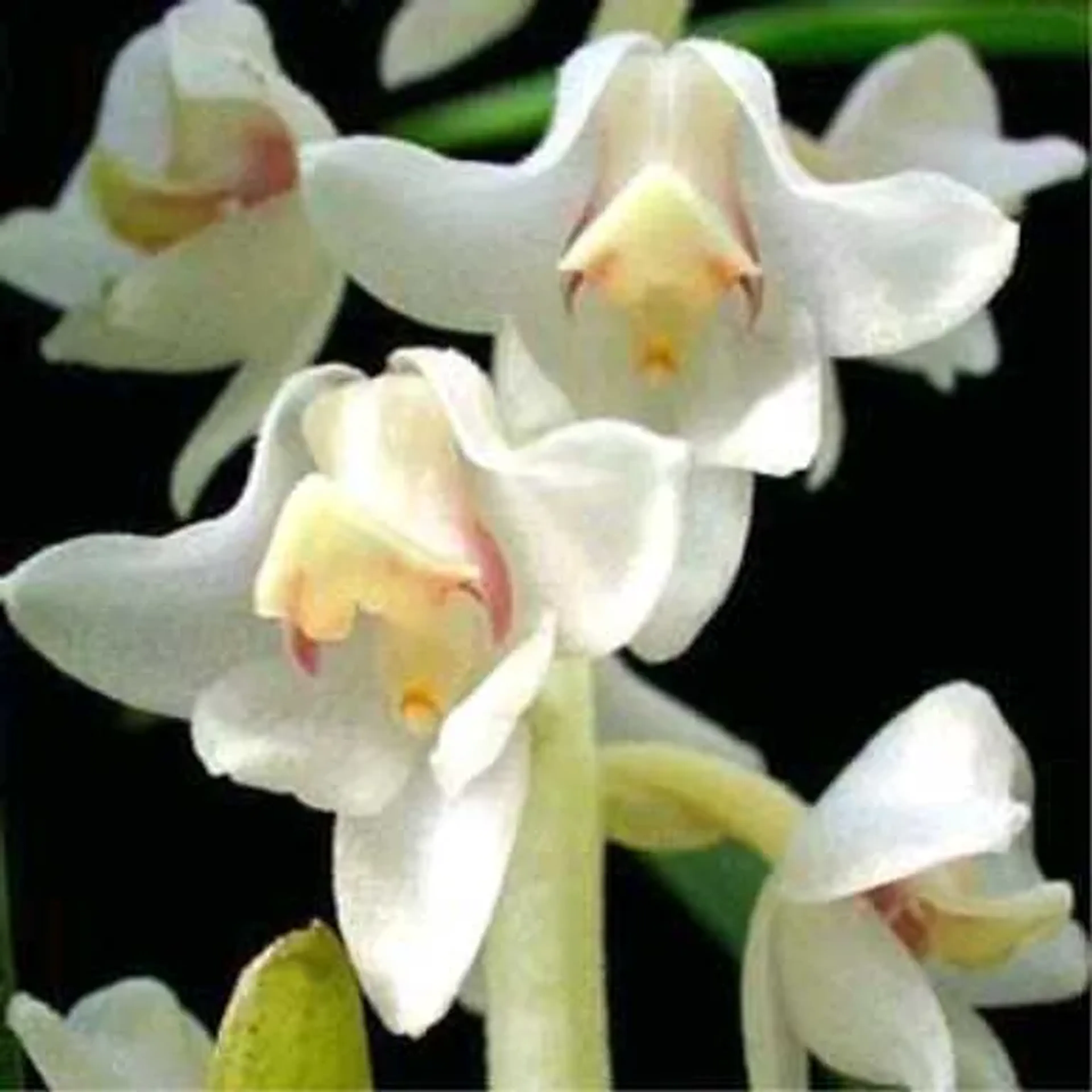 Orquídea Eria Hyacinthoides imagem