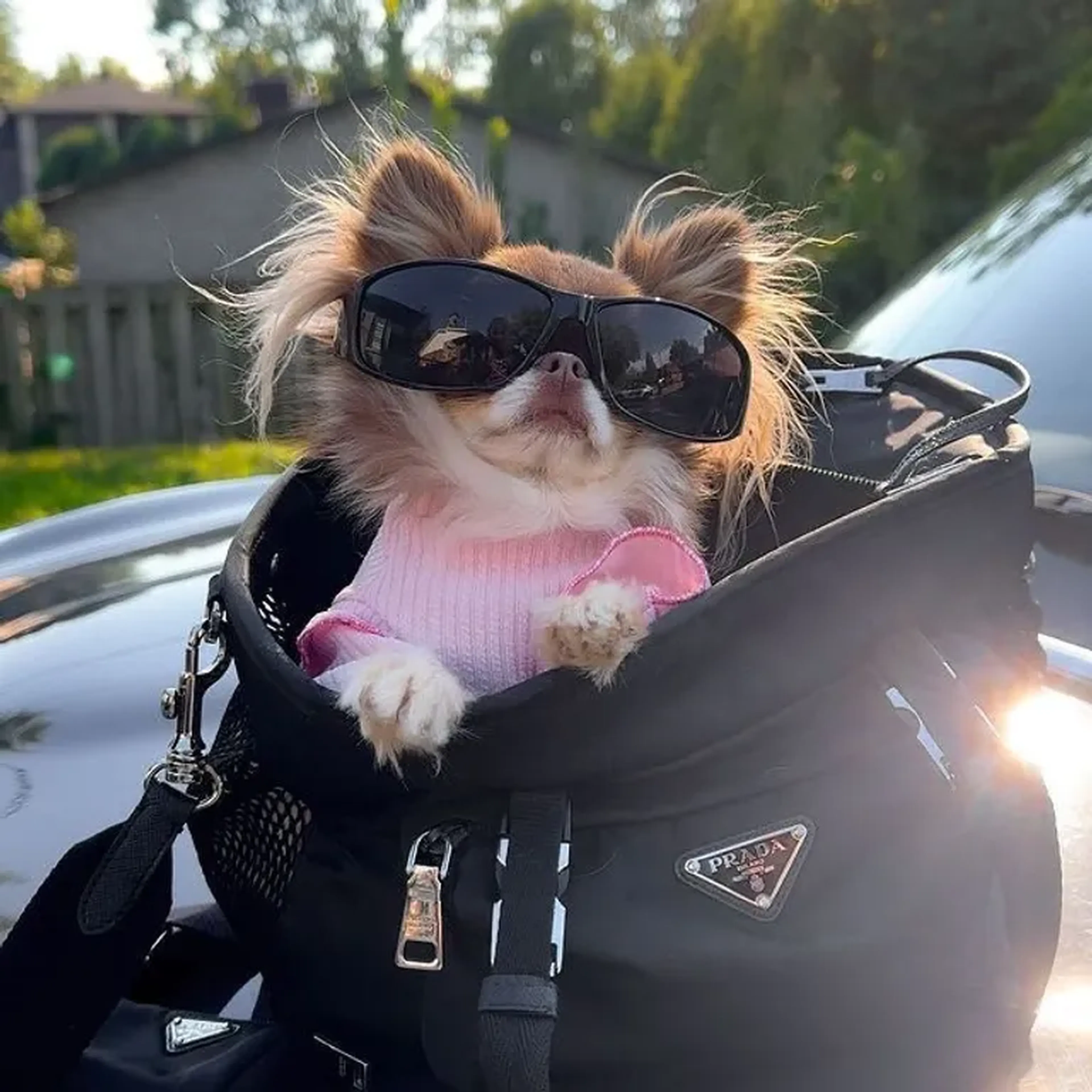 Vakinha pro Cachorrinho imagem