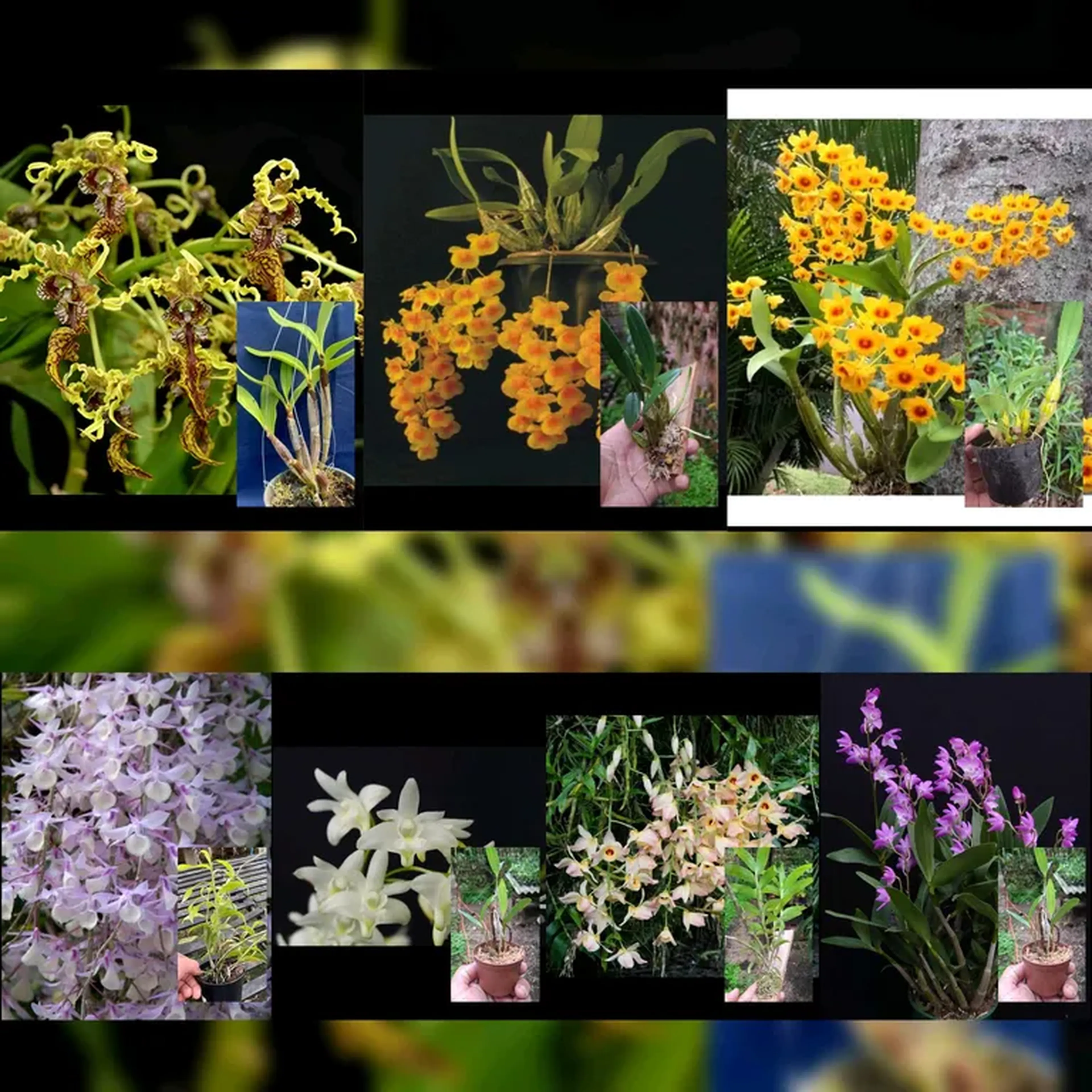 kit 6 Dendrobium imagem