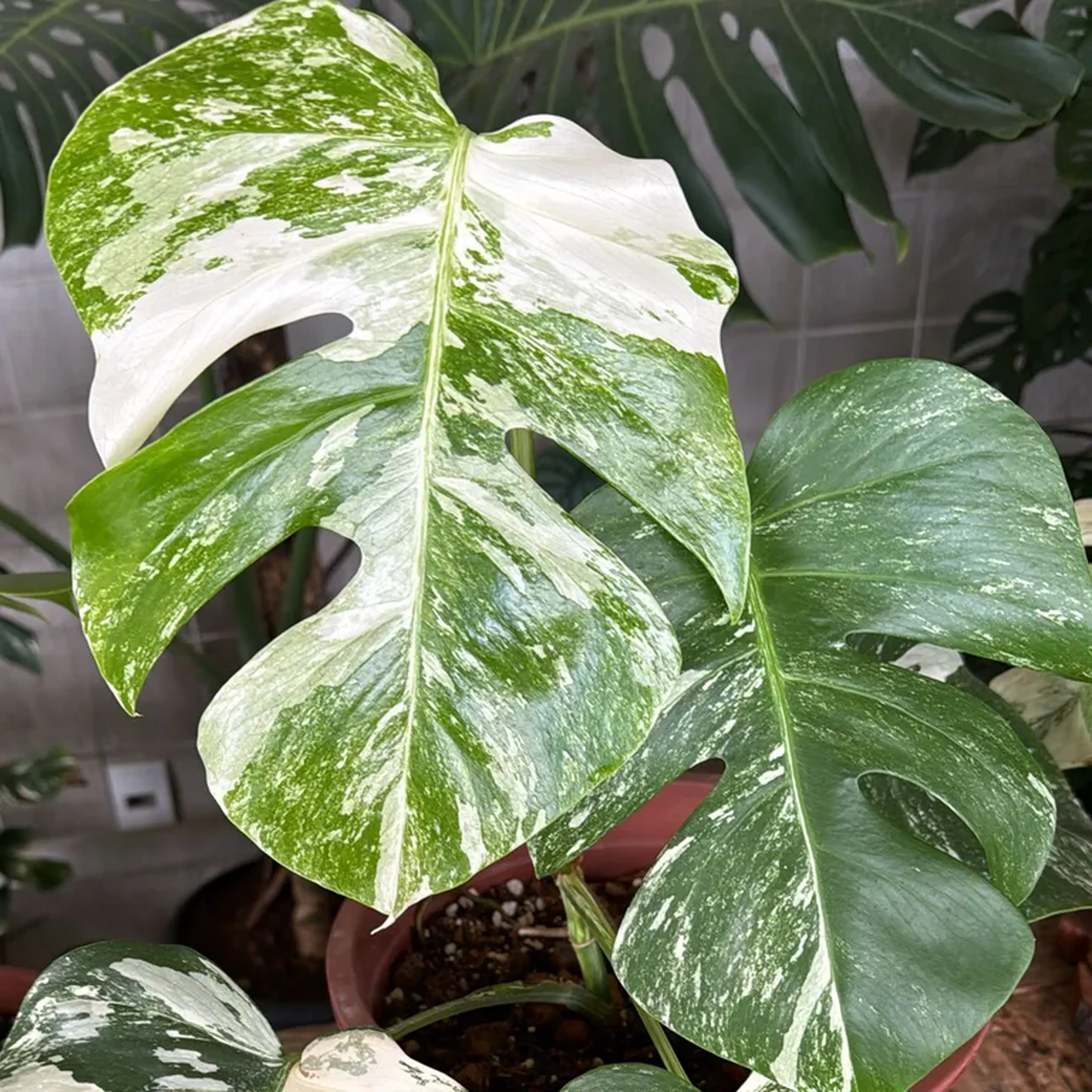 Monstera Variegata Tiger imagem