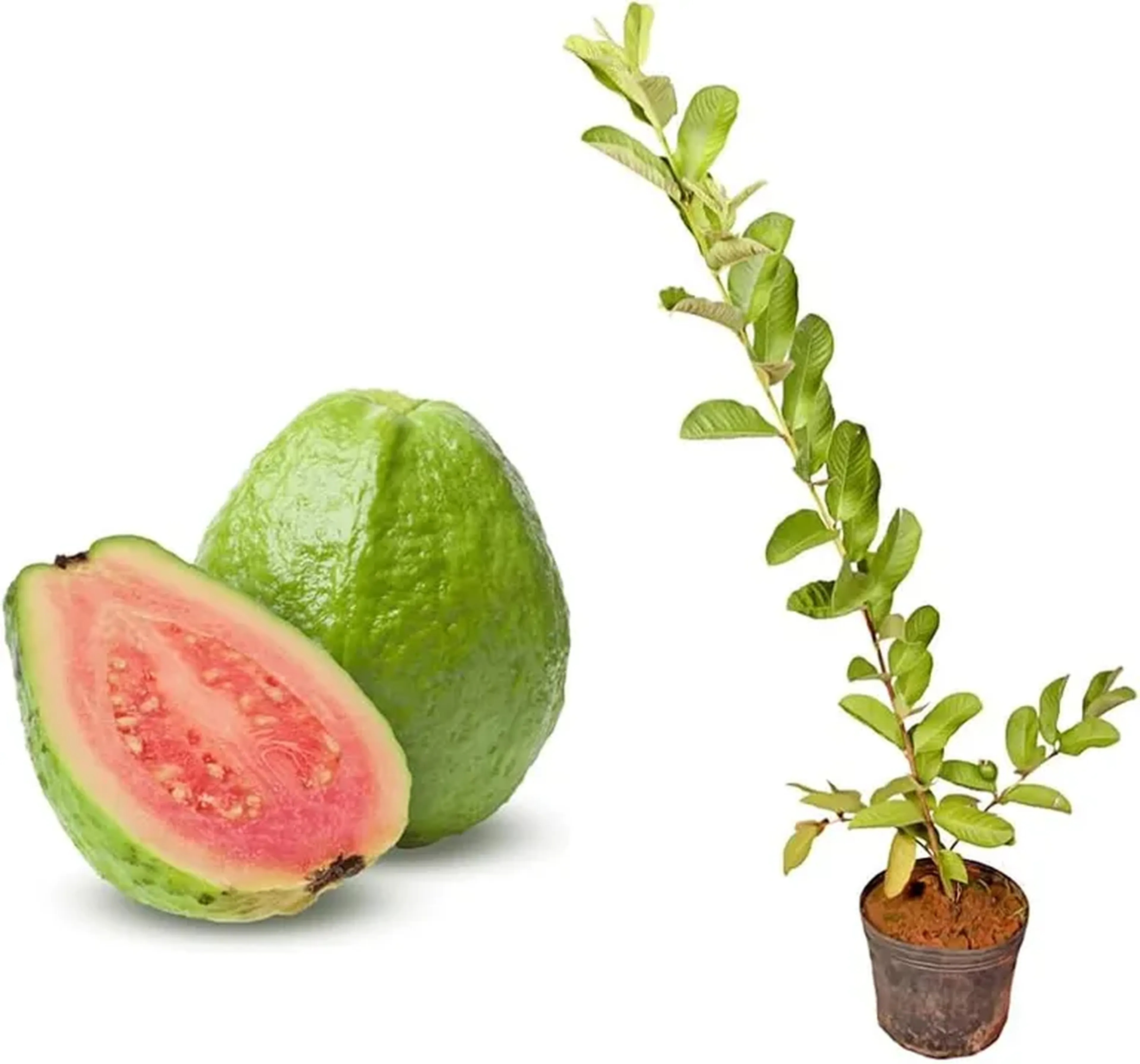 Muda de Goiaba Tailandesa imagem