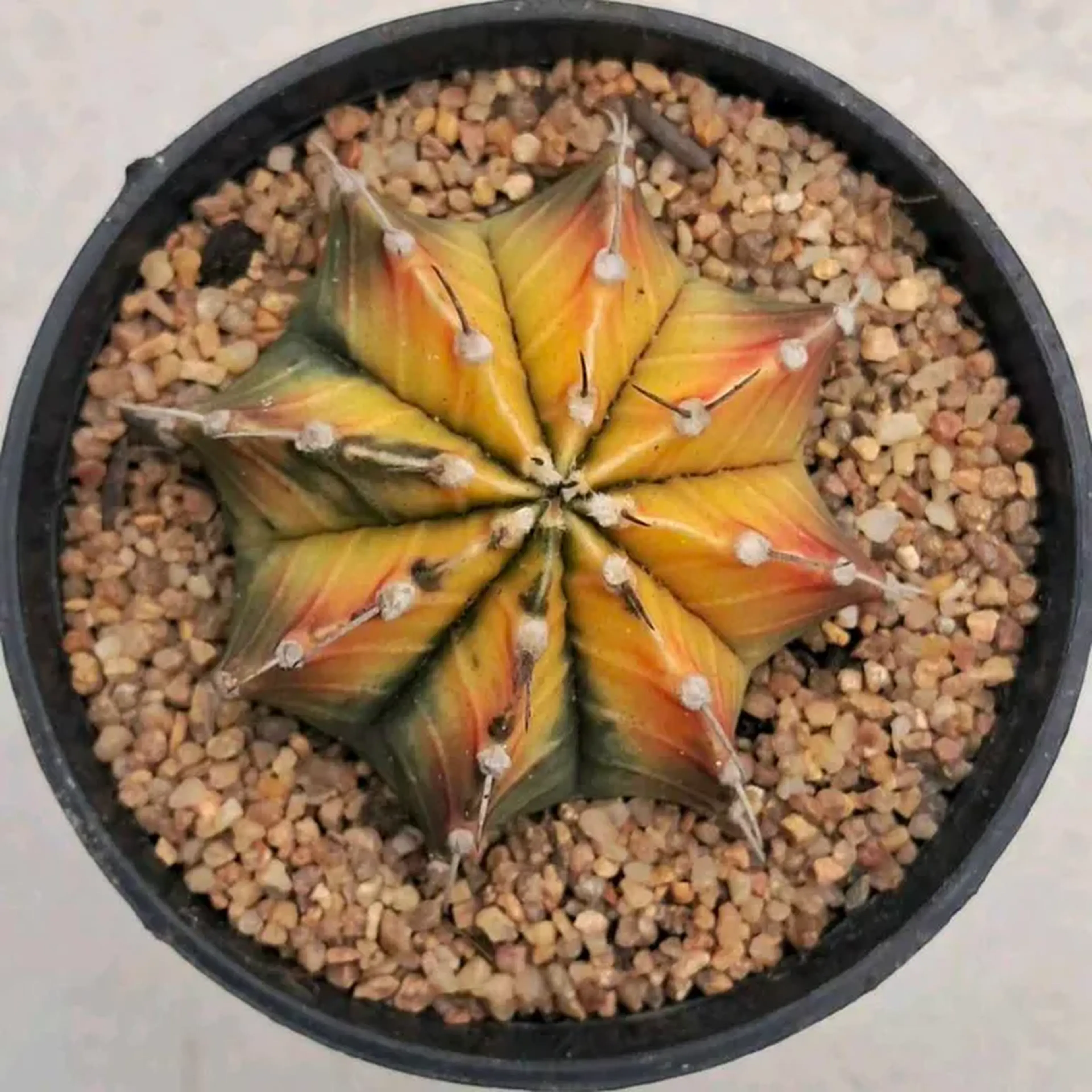 CACTO GYMNOCALYCIUM MIHANOVICHII VAREGATA. POTE 9 imagem